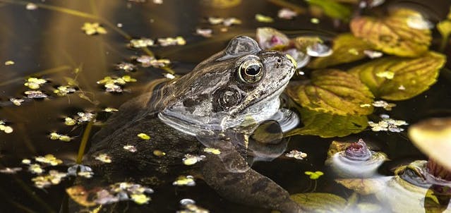 A common frog in water