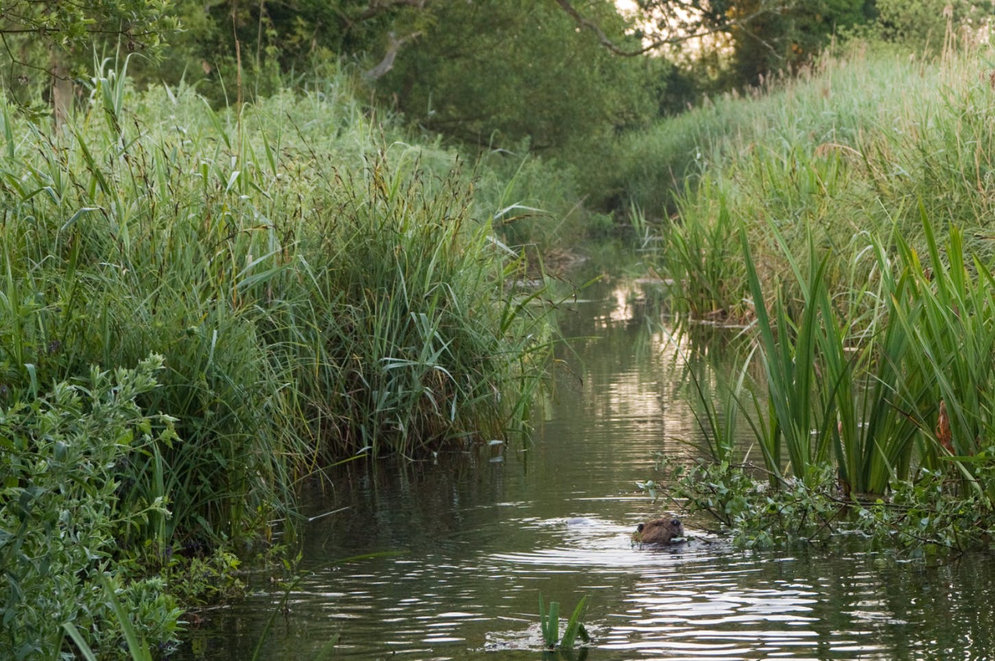 Beaver at Ham Fen