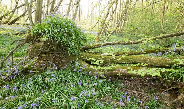 A fallen tree surrounded by bluebells