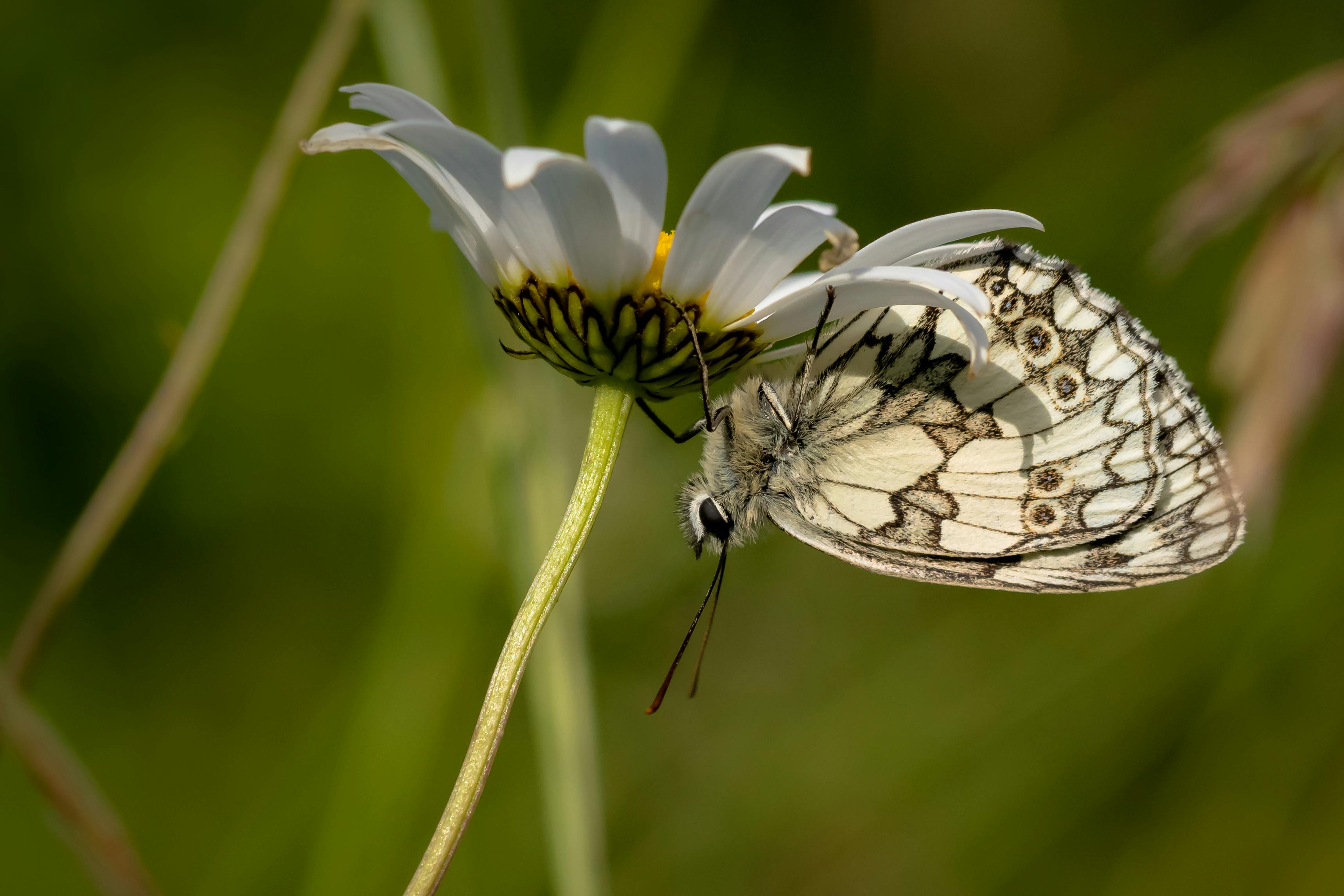 Marbled White Butterfly on a Common Daisy
