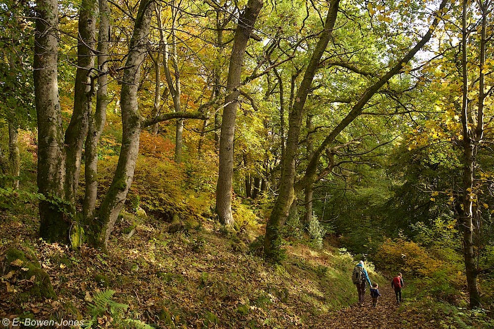 People walking through woodlands