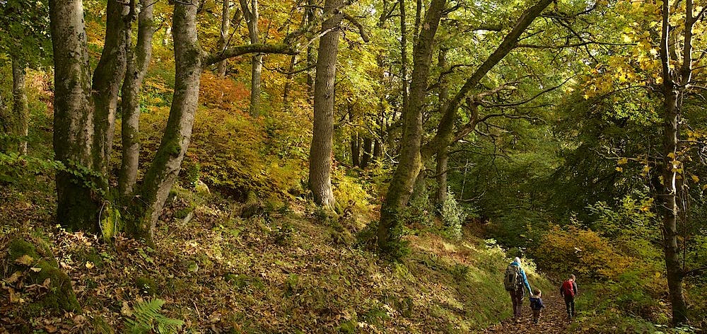 People walking through woodlands