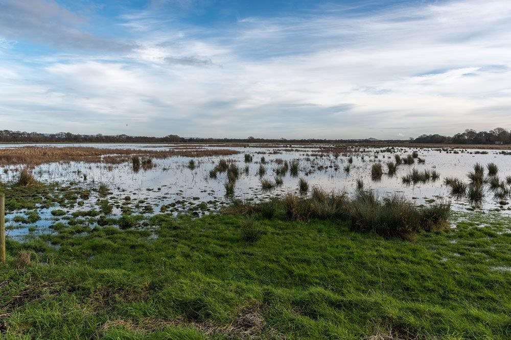 Green marshes at dusk