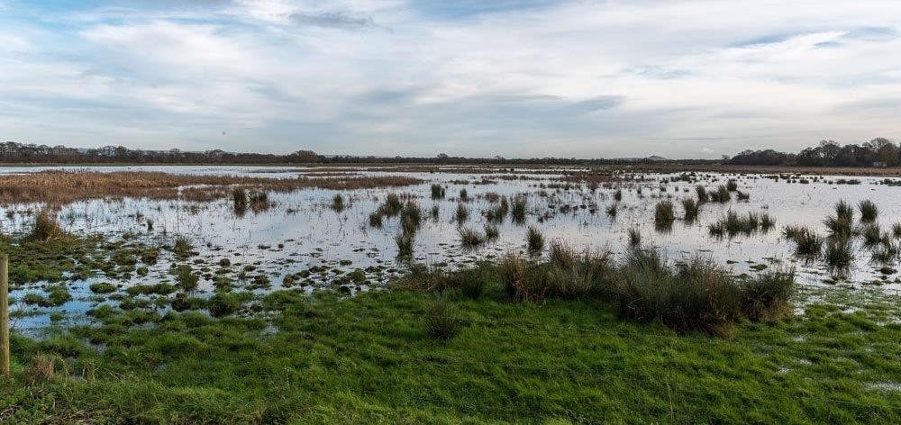 Green marshes at dusk