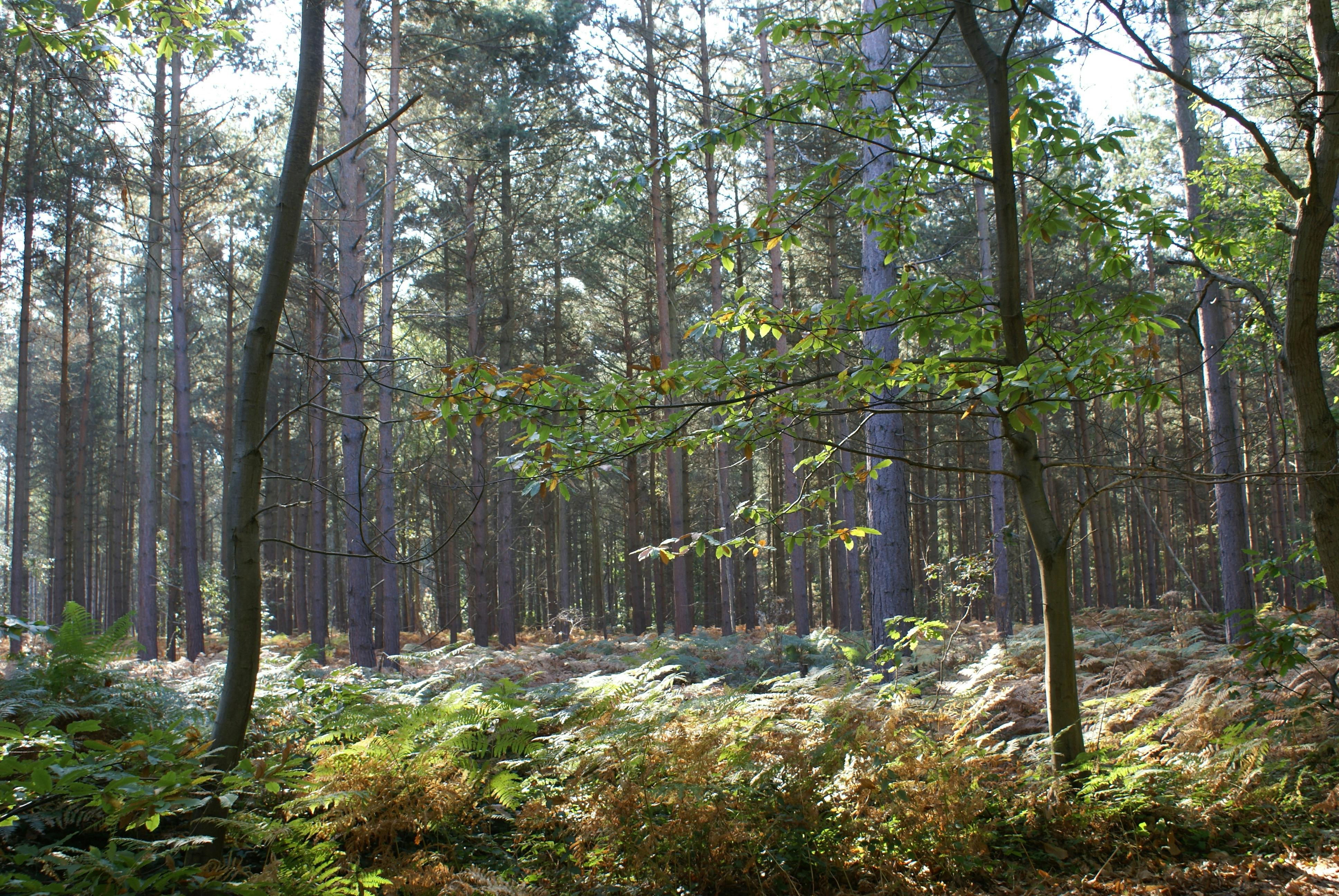 A view of a forest