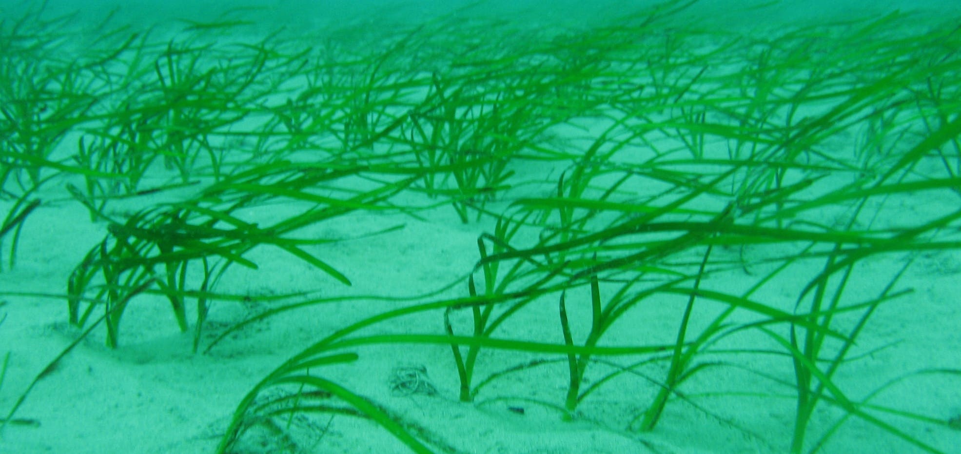 Underwater eel grass