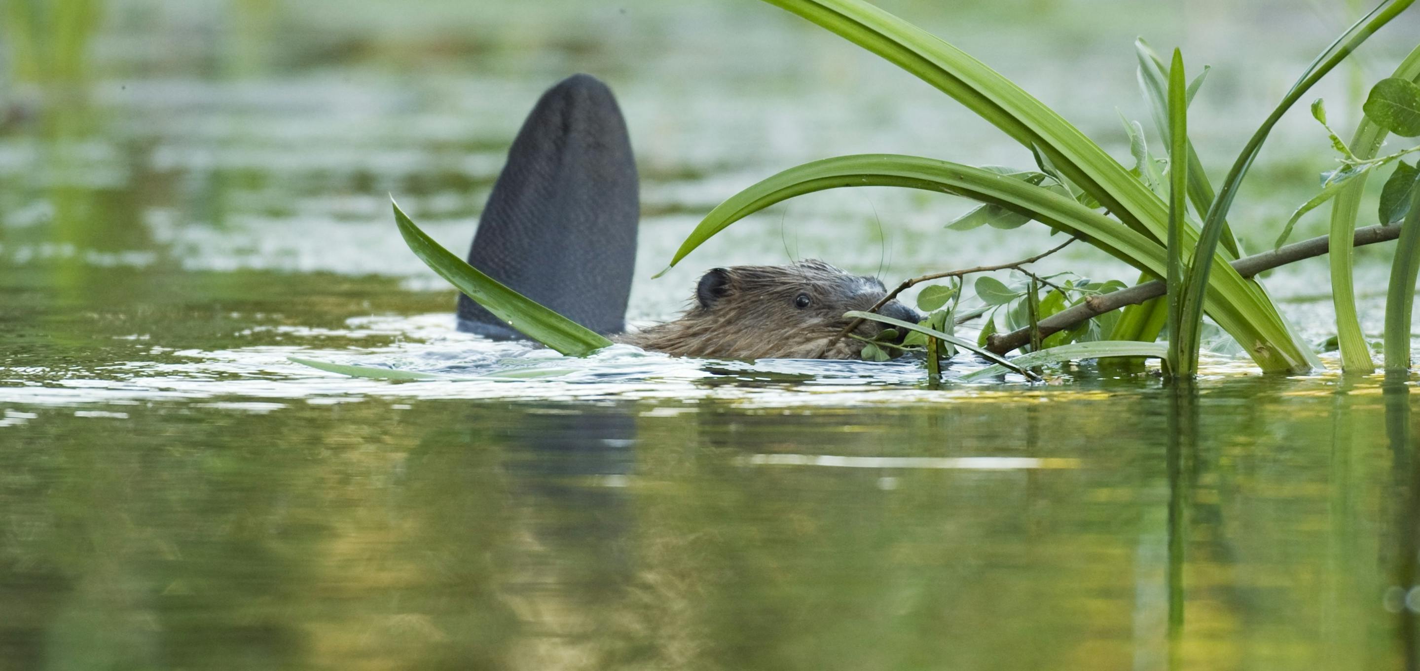 Baby beaver in the water at Ham Fen
