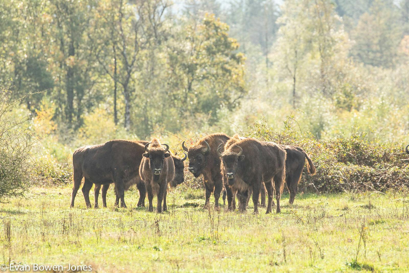 Bison Herd 