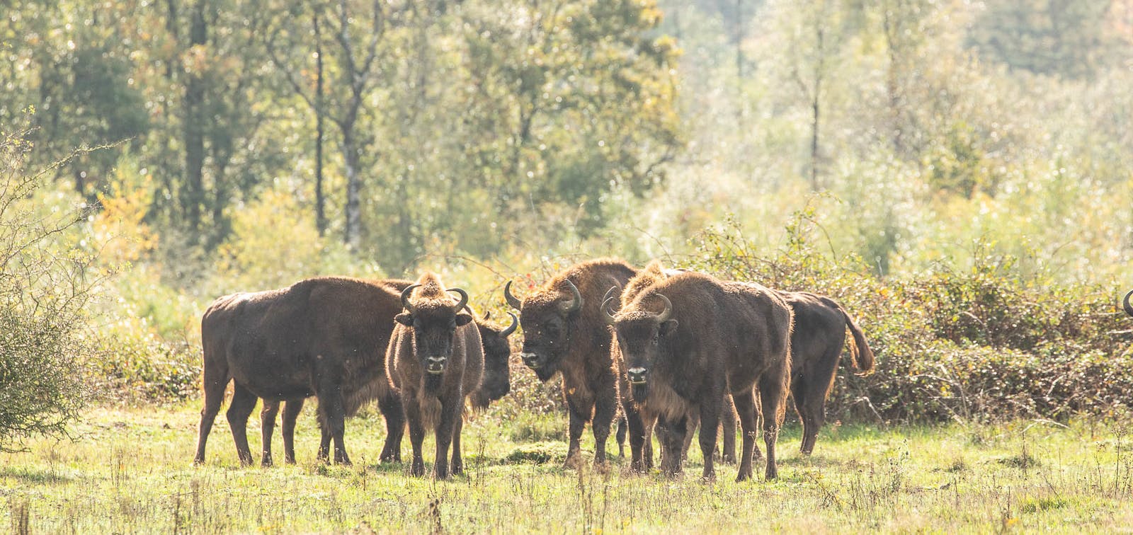 Bison Herd