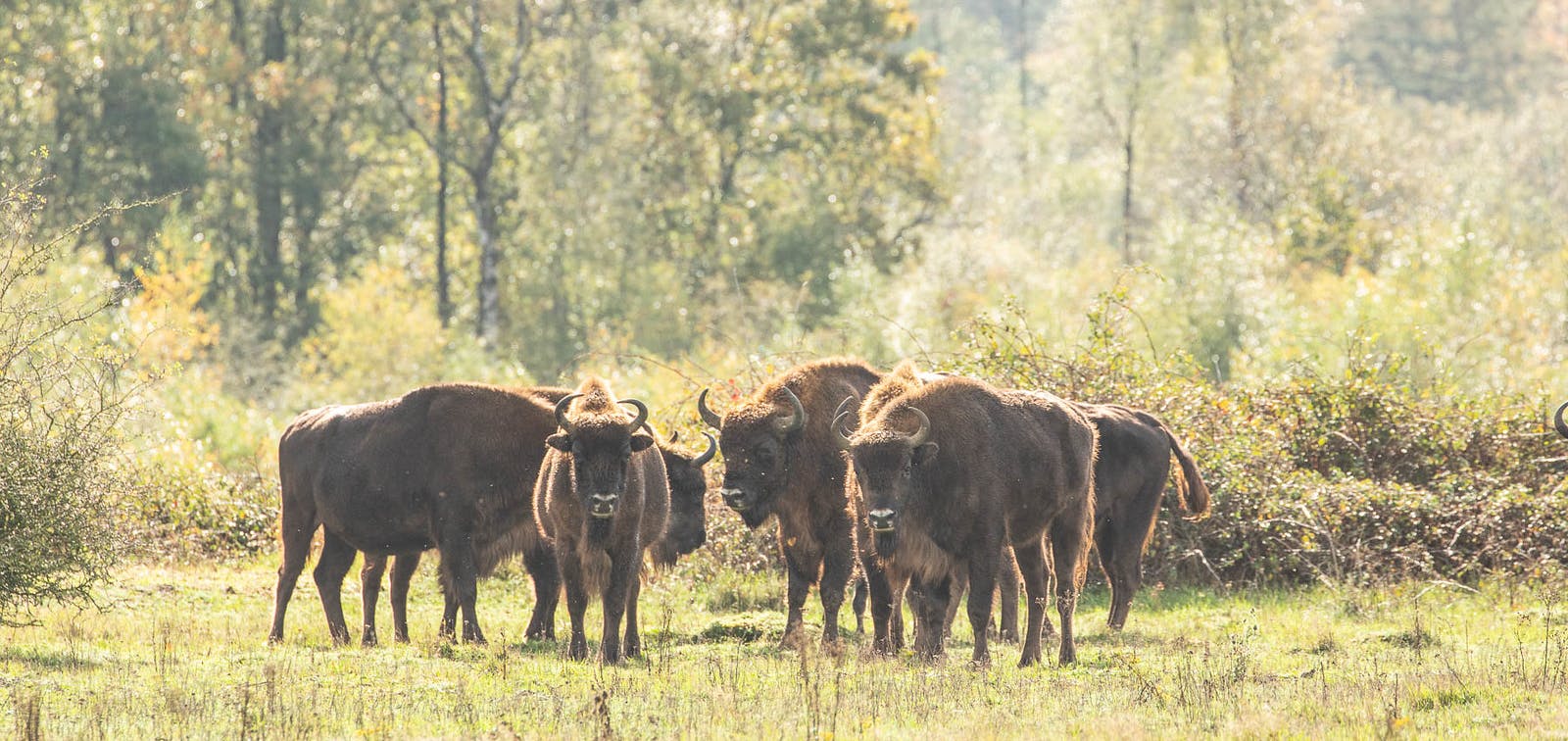 Bison Herd 