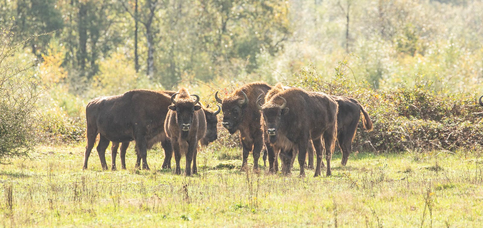 Bison Herd 