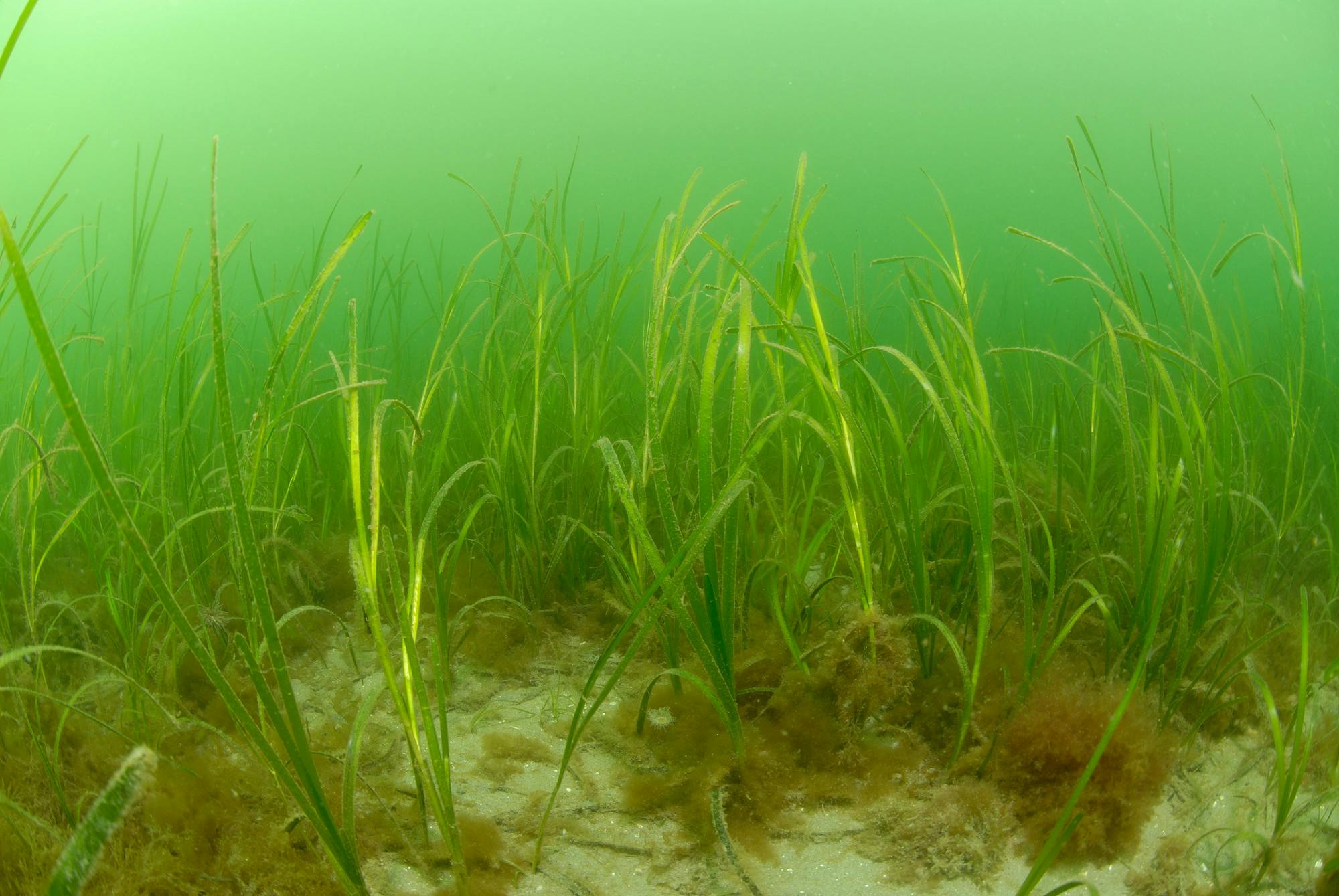 Under water eel grass bed