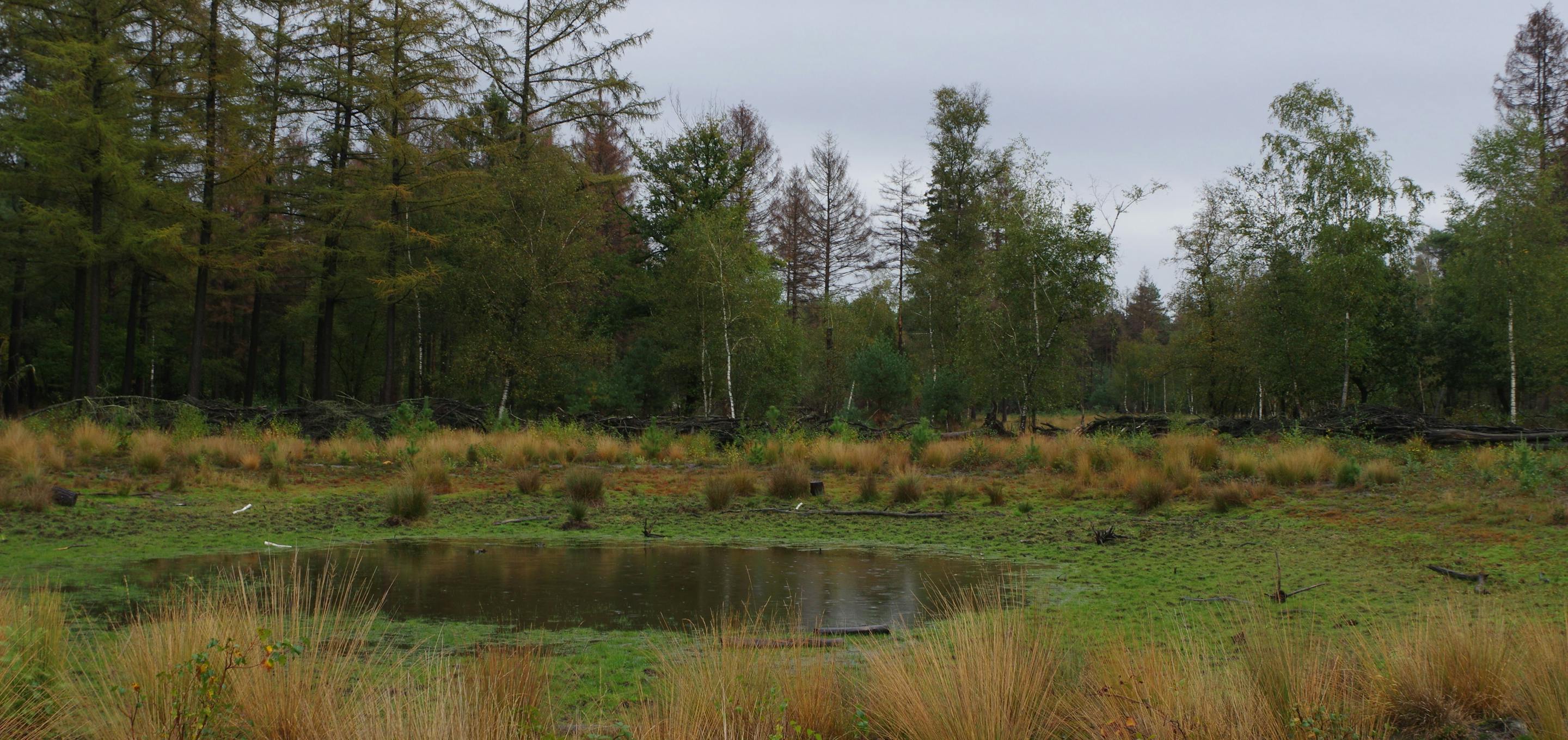 Blean Woods