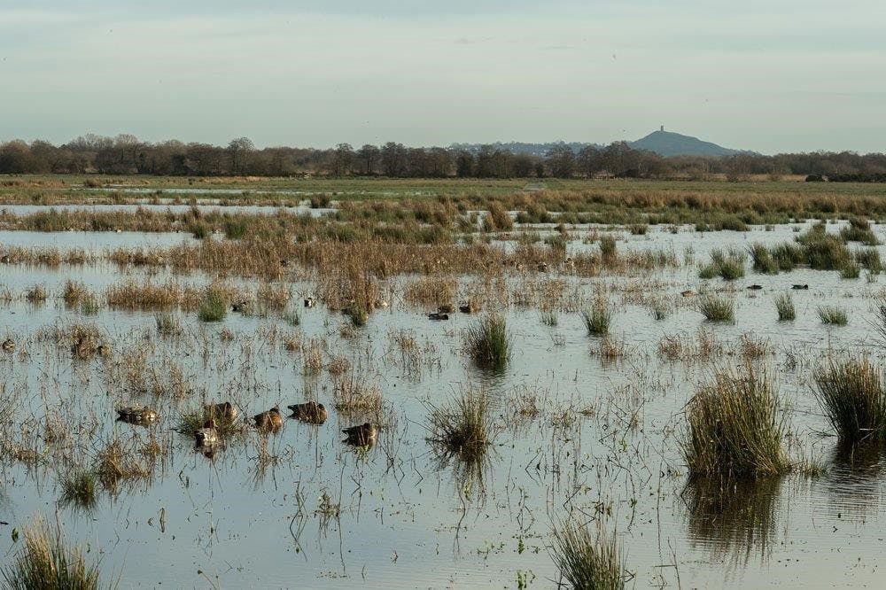 Sleeping ducks on water amongst reed beds at dusk