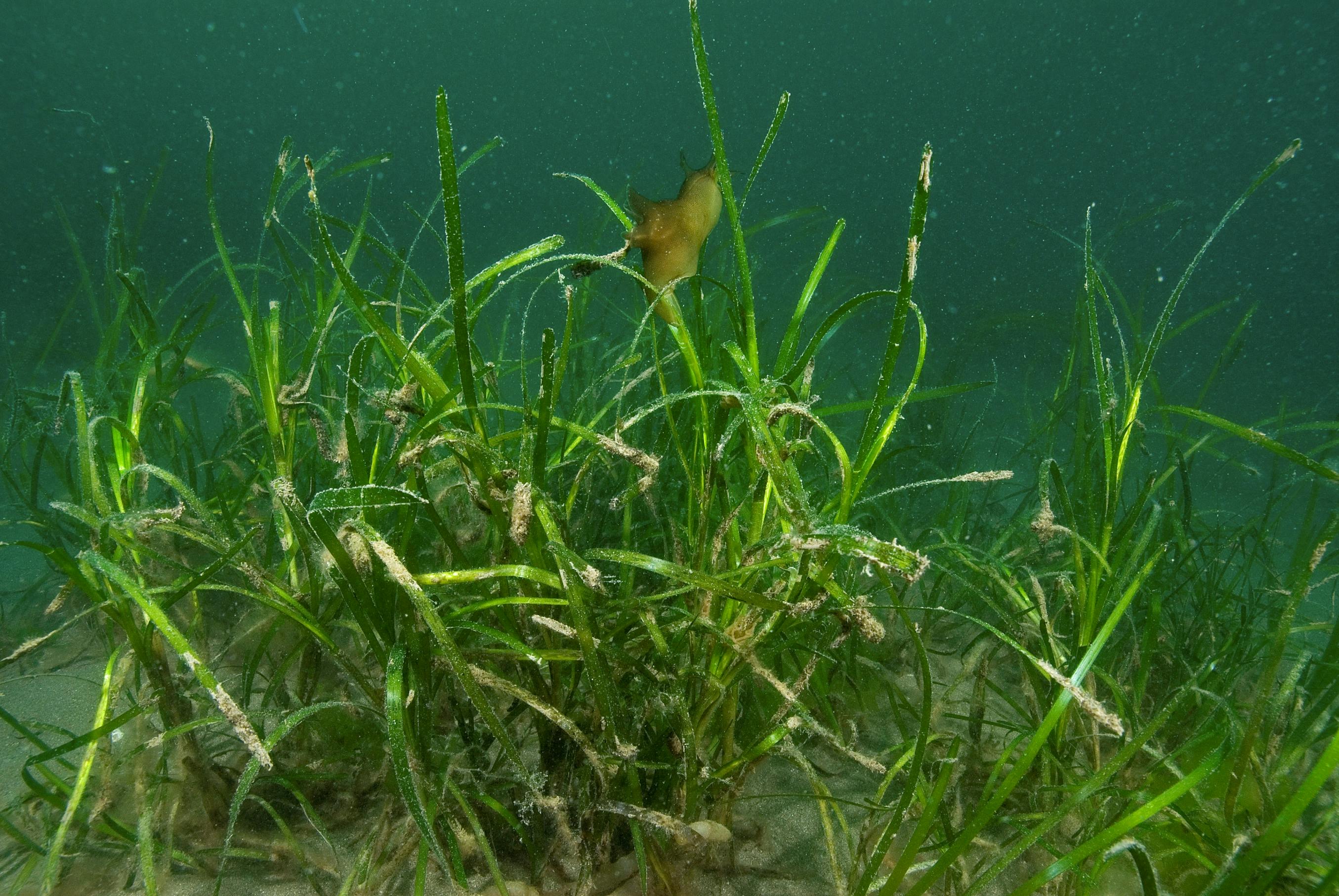under water Sea Hare in eel grass