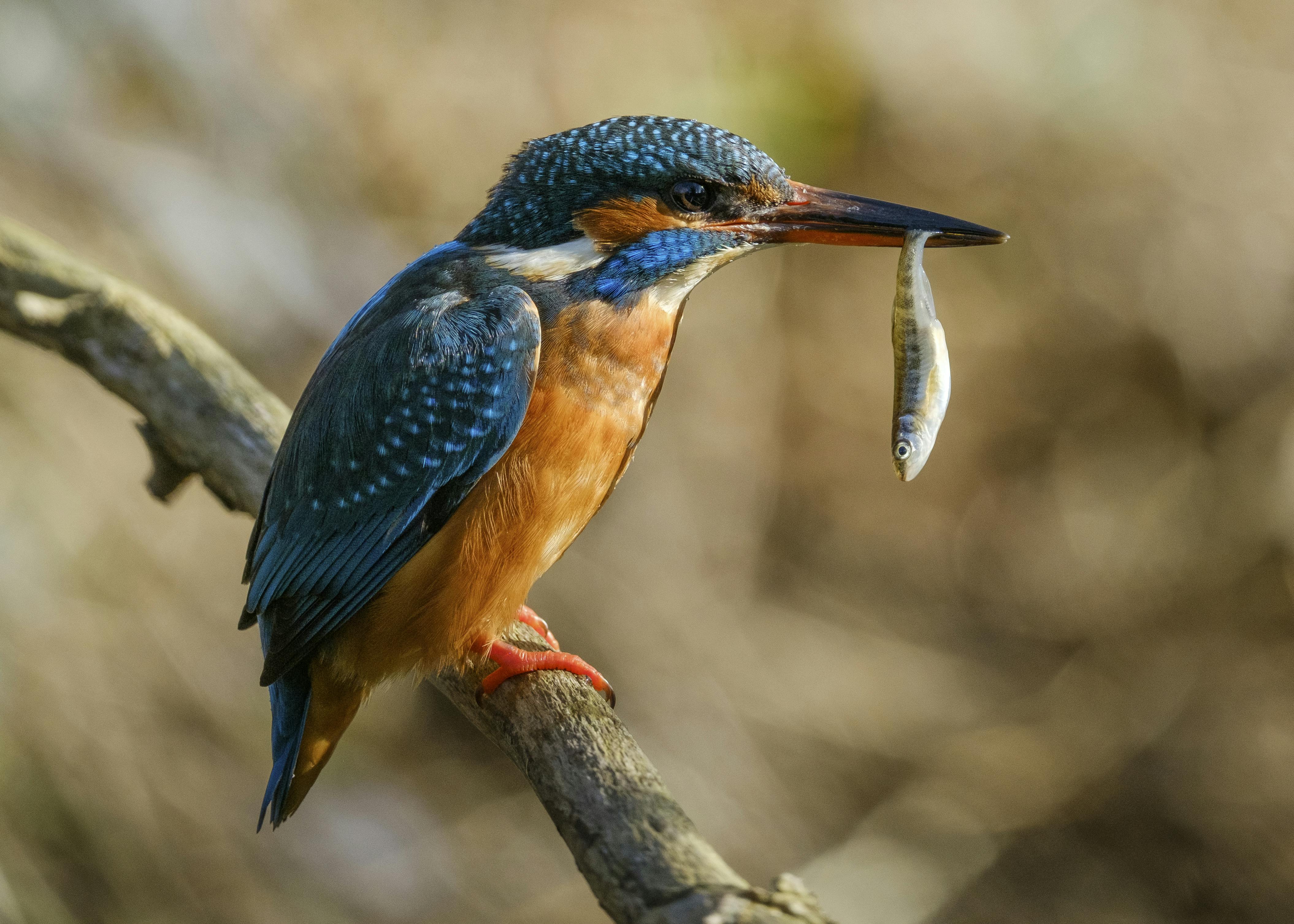 Kingfisher with fish in beak