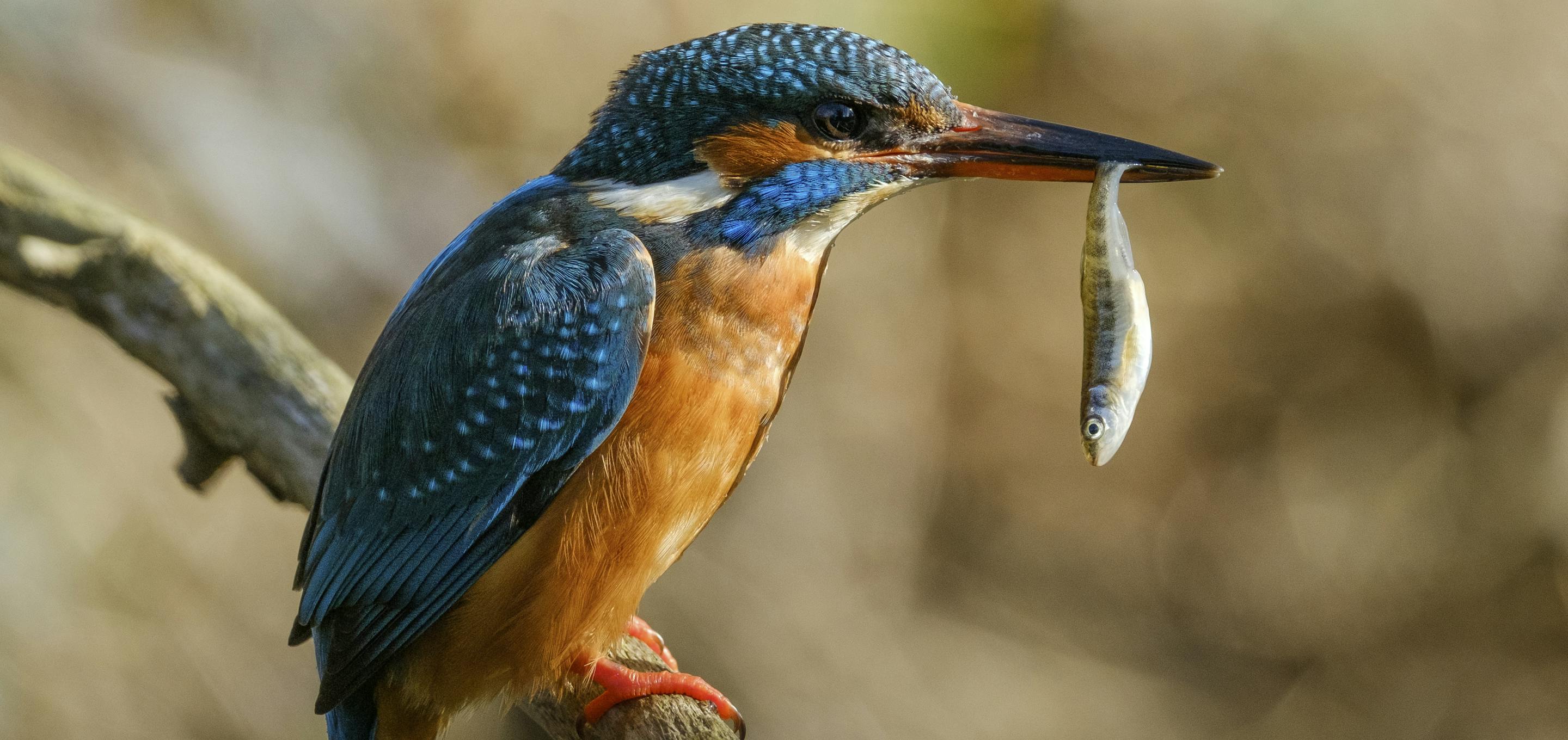Kingfisher with fish in beak