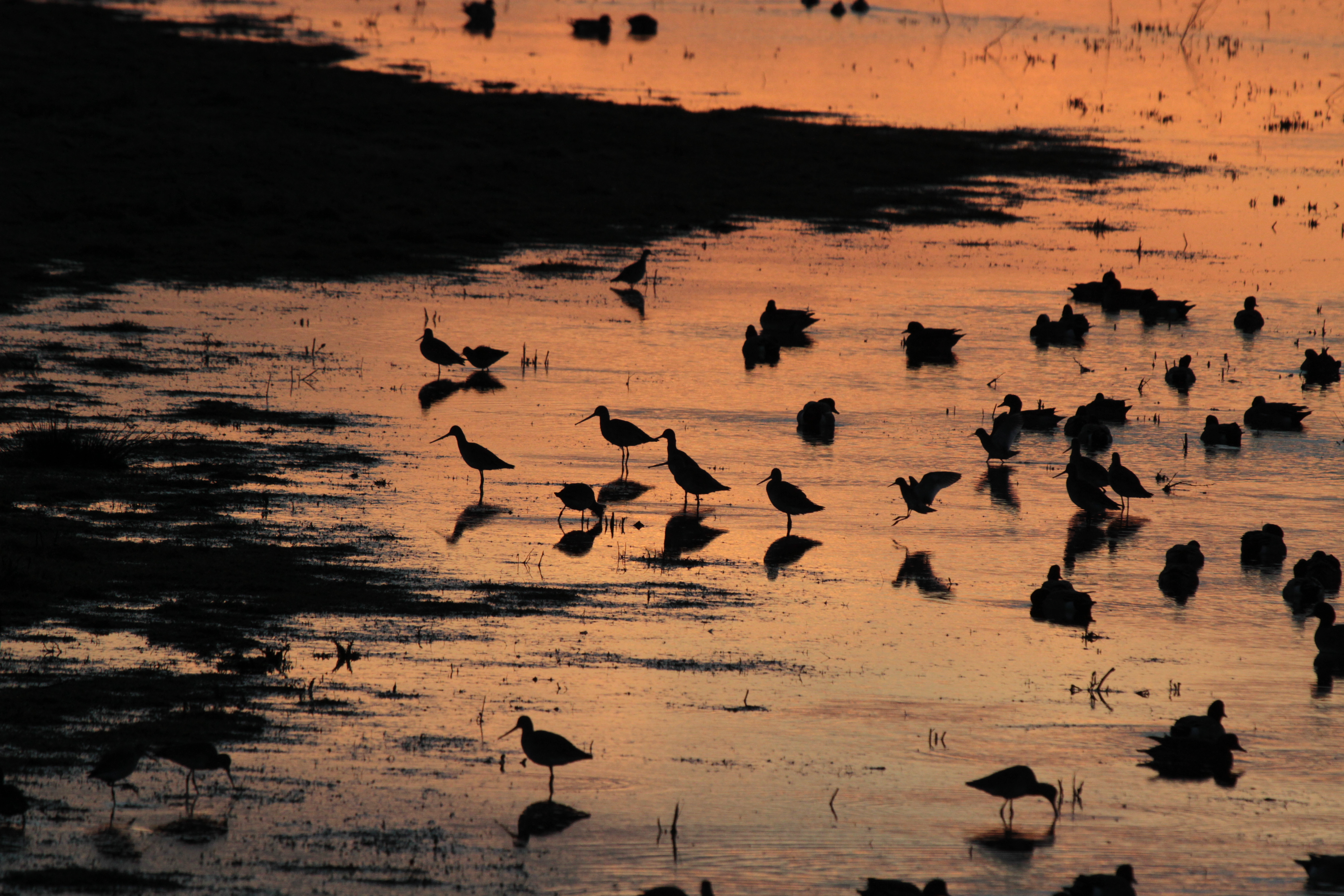 wading birds