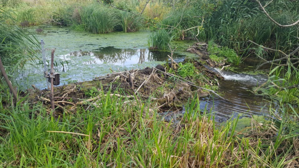 Beaver dam at Ham Fen