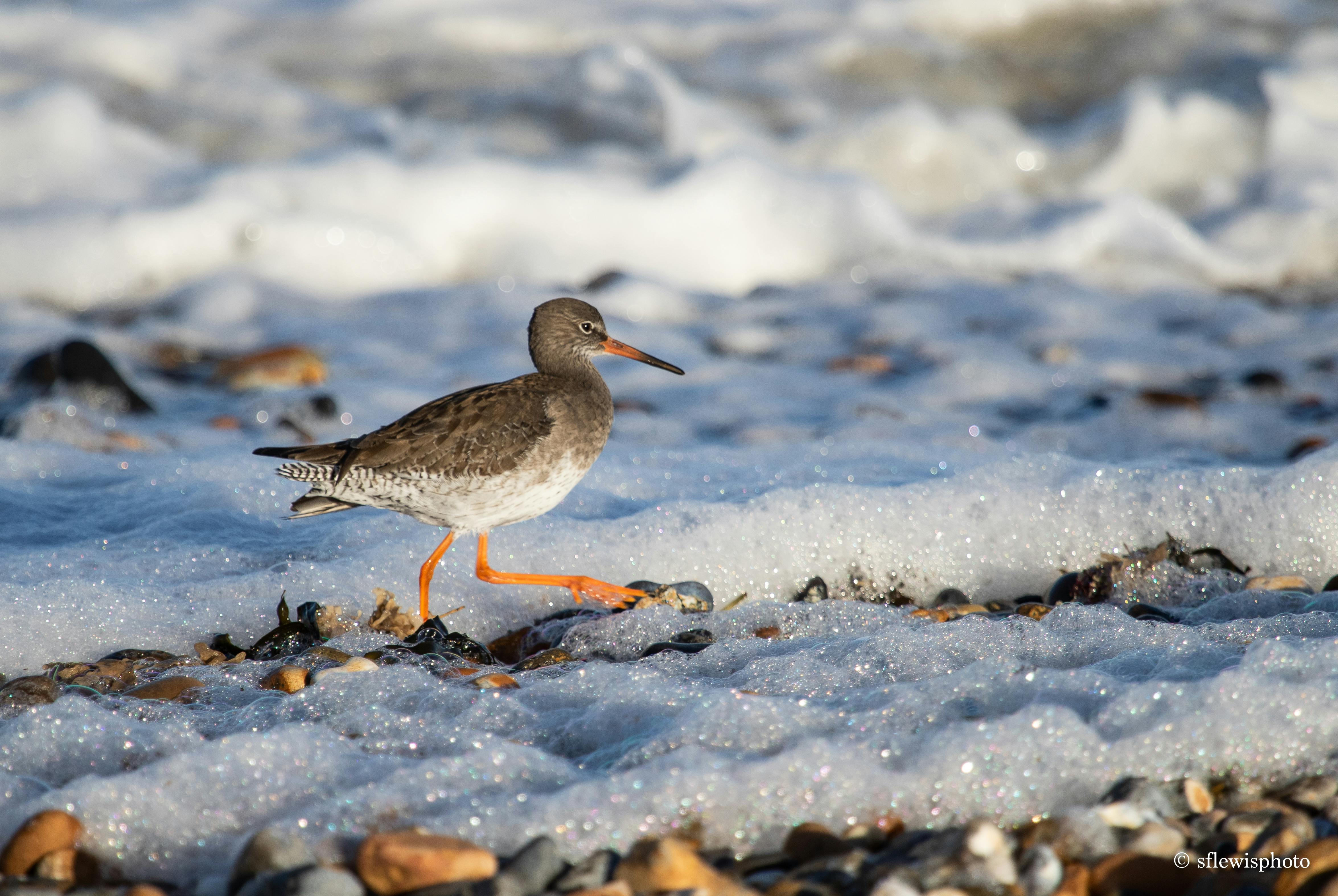 Redshank bird on beach