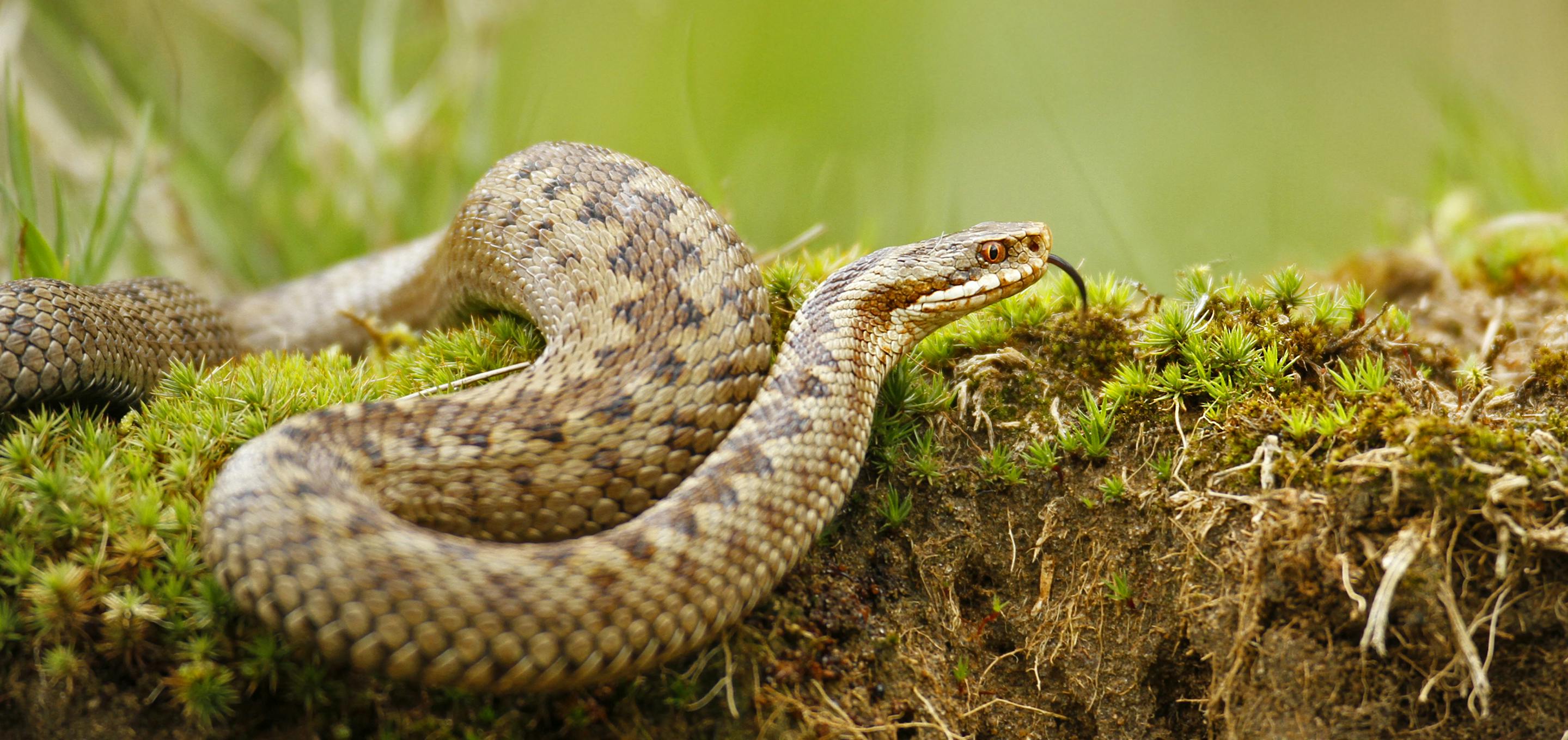 Adder