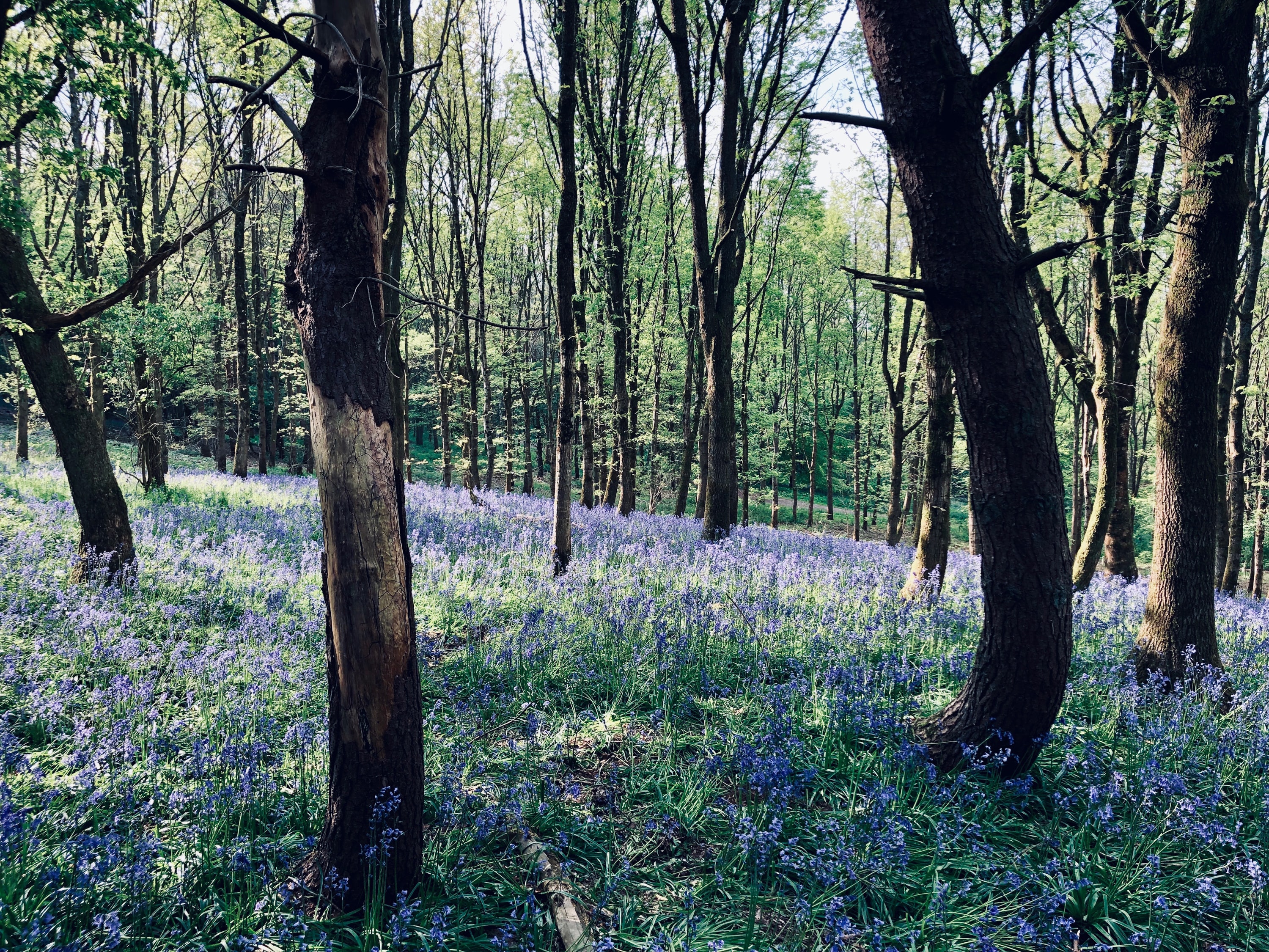 bluebells under woodland