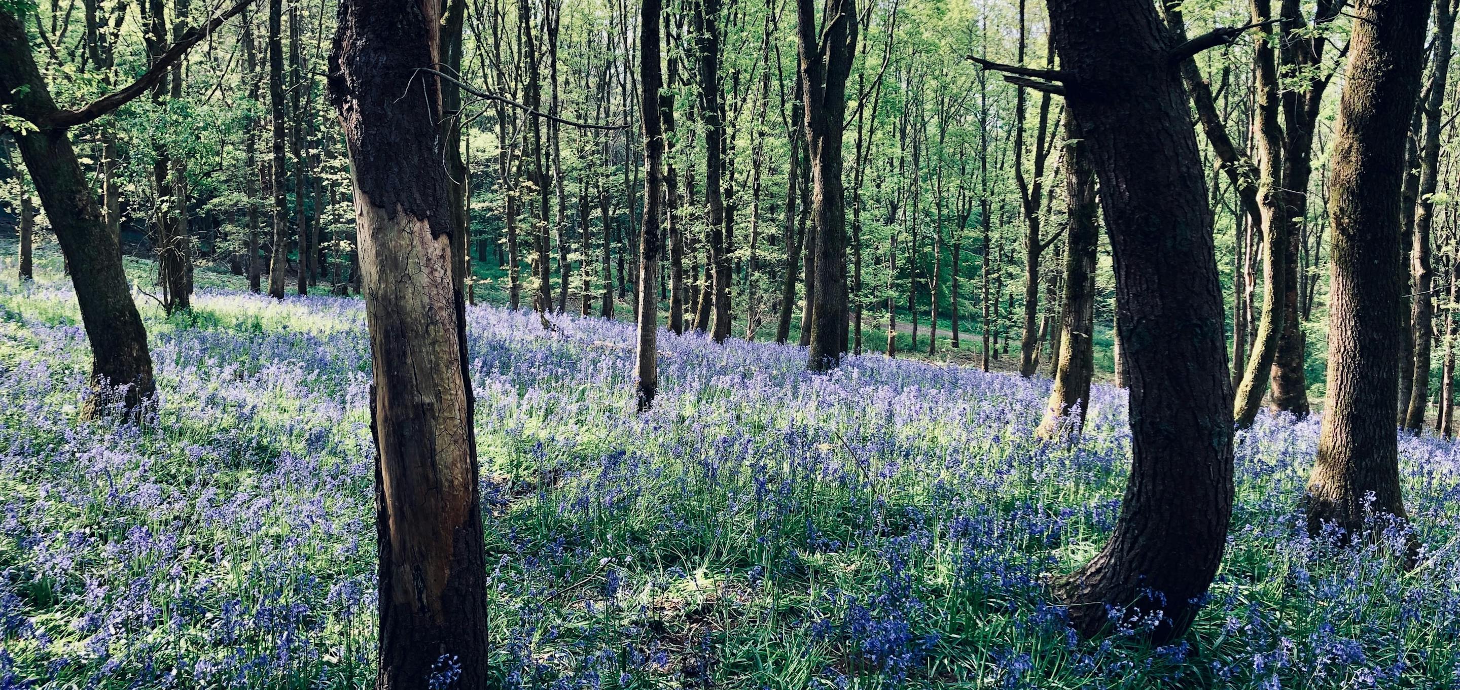 bluebells under woodland