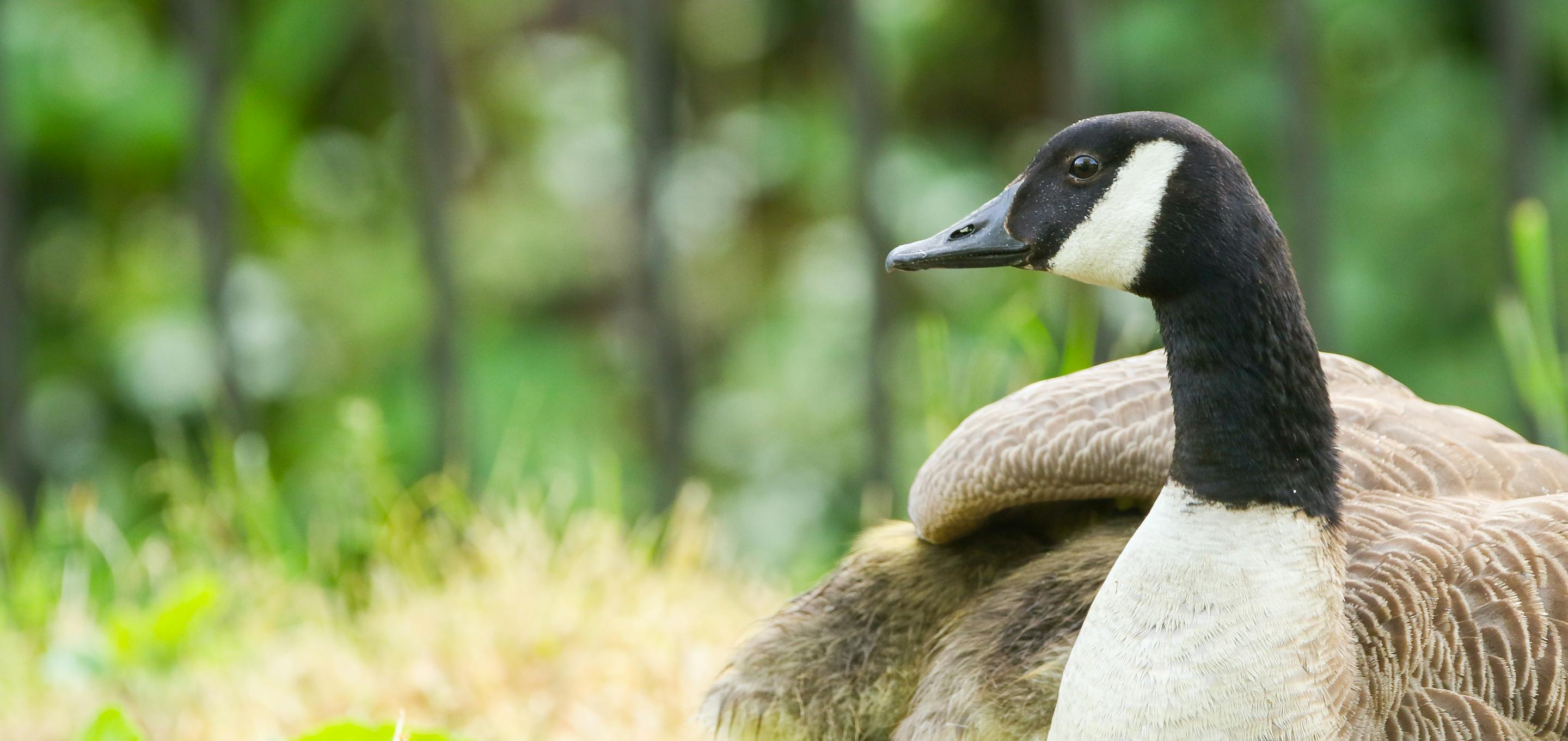 Mother goose under wing