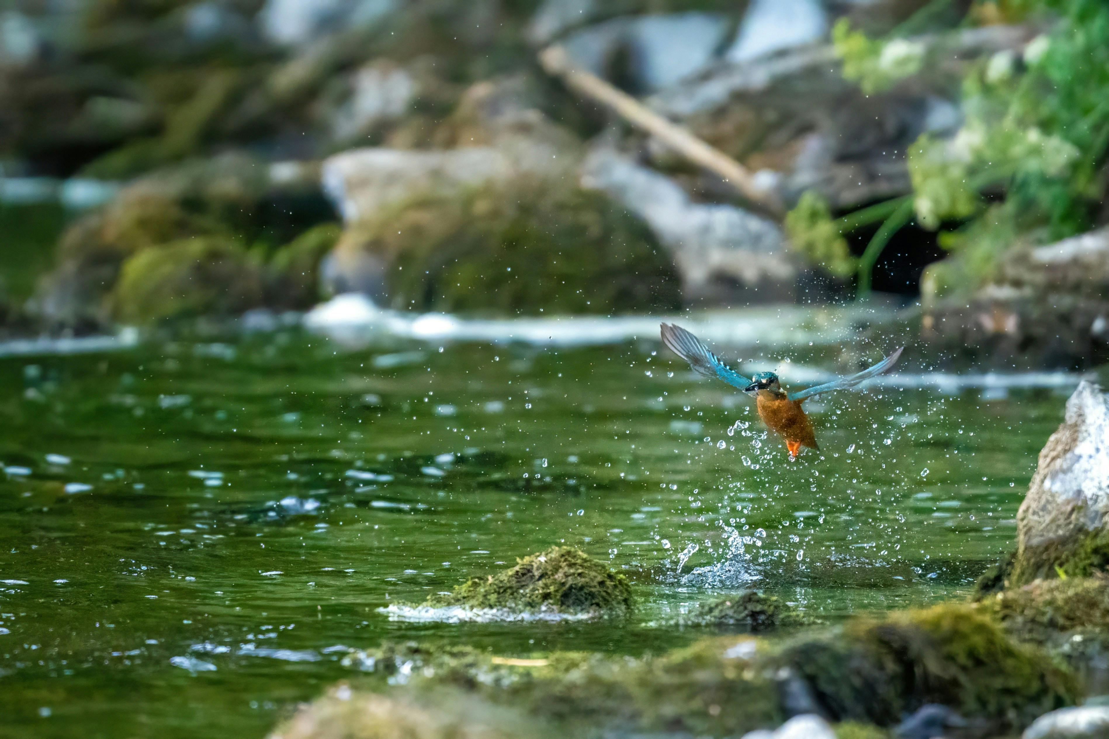 kingfisher on river