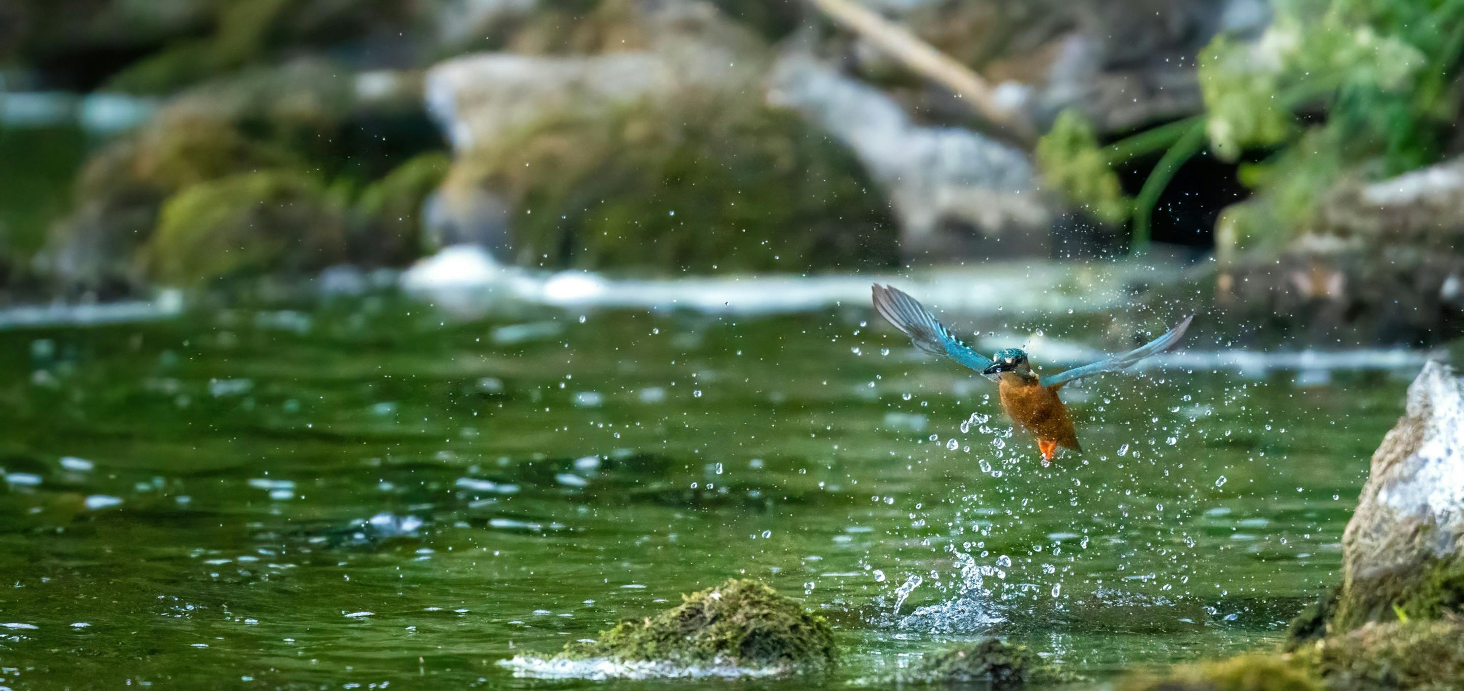 kingfisher on river