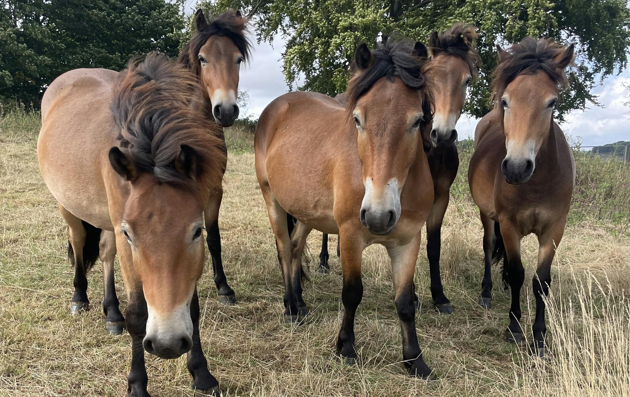 Head of conservation grazing Exmoor ponies