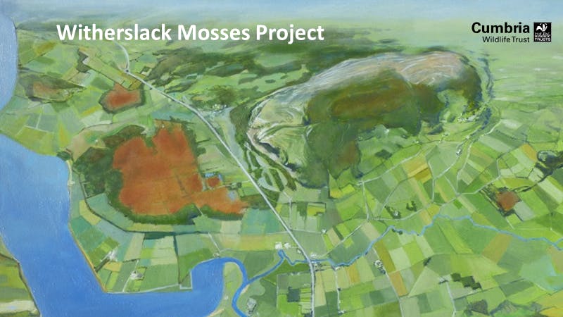 Witherslack Mosses Illustration