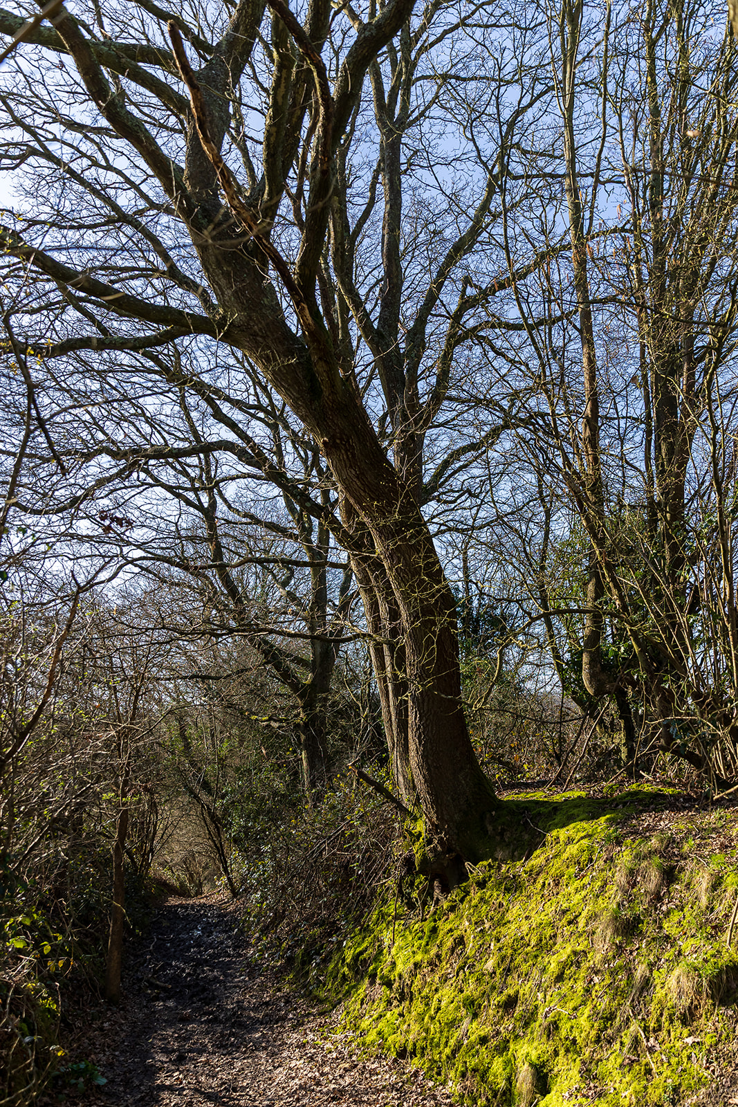 pathway alongside mossy bank and trees