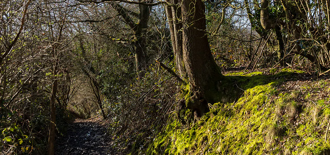 pathway alongside mossy bank and trees