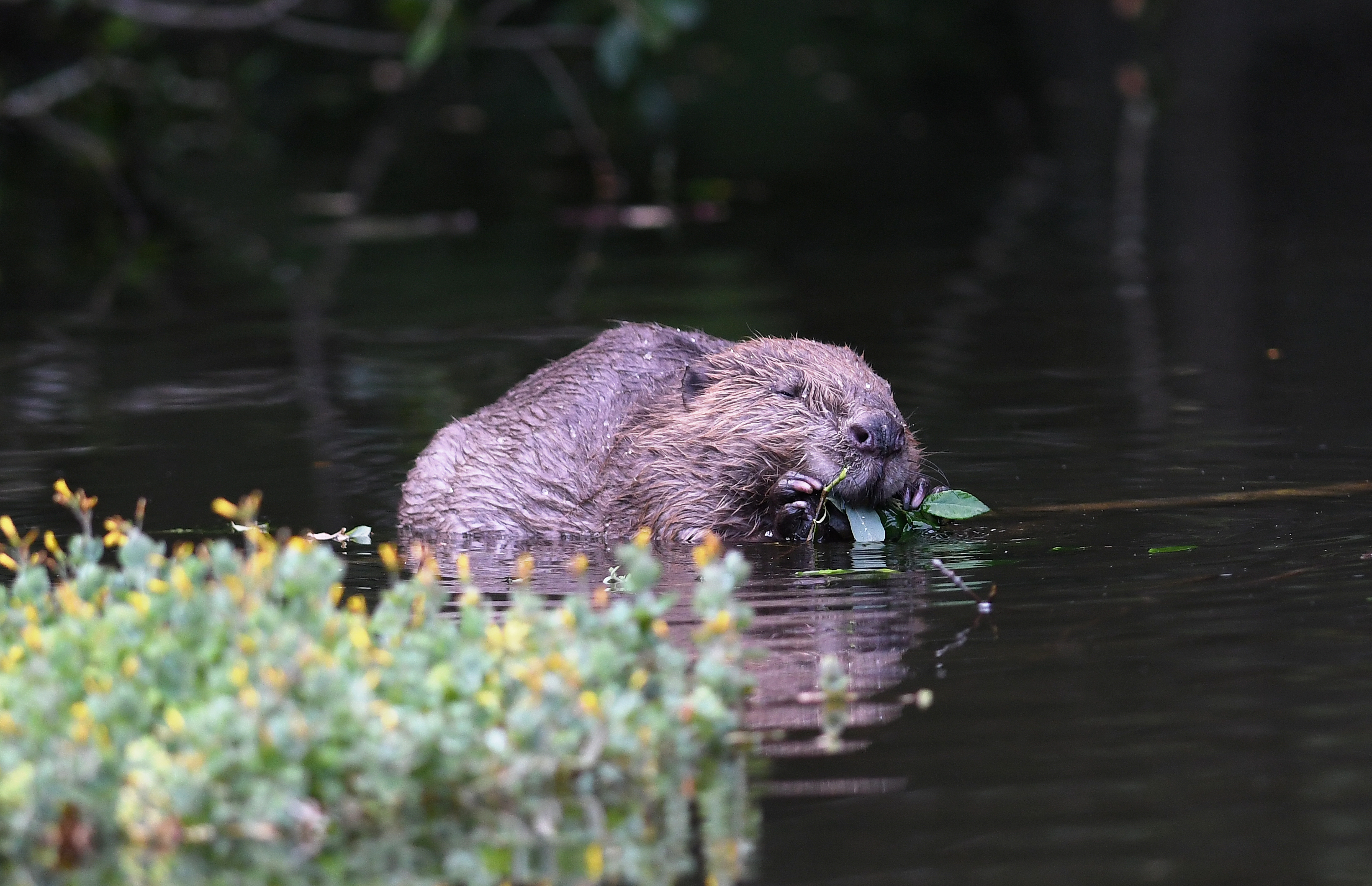 A beaver swimming in shallow water