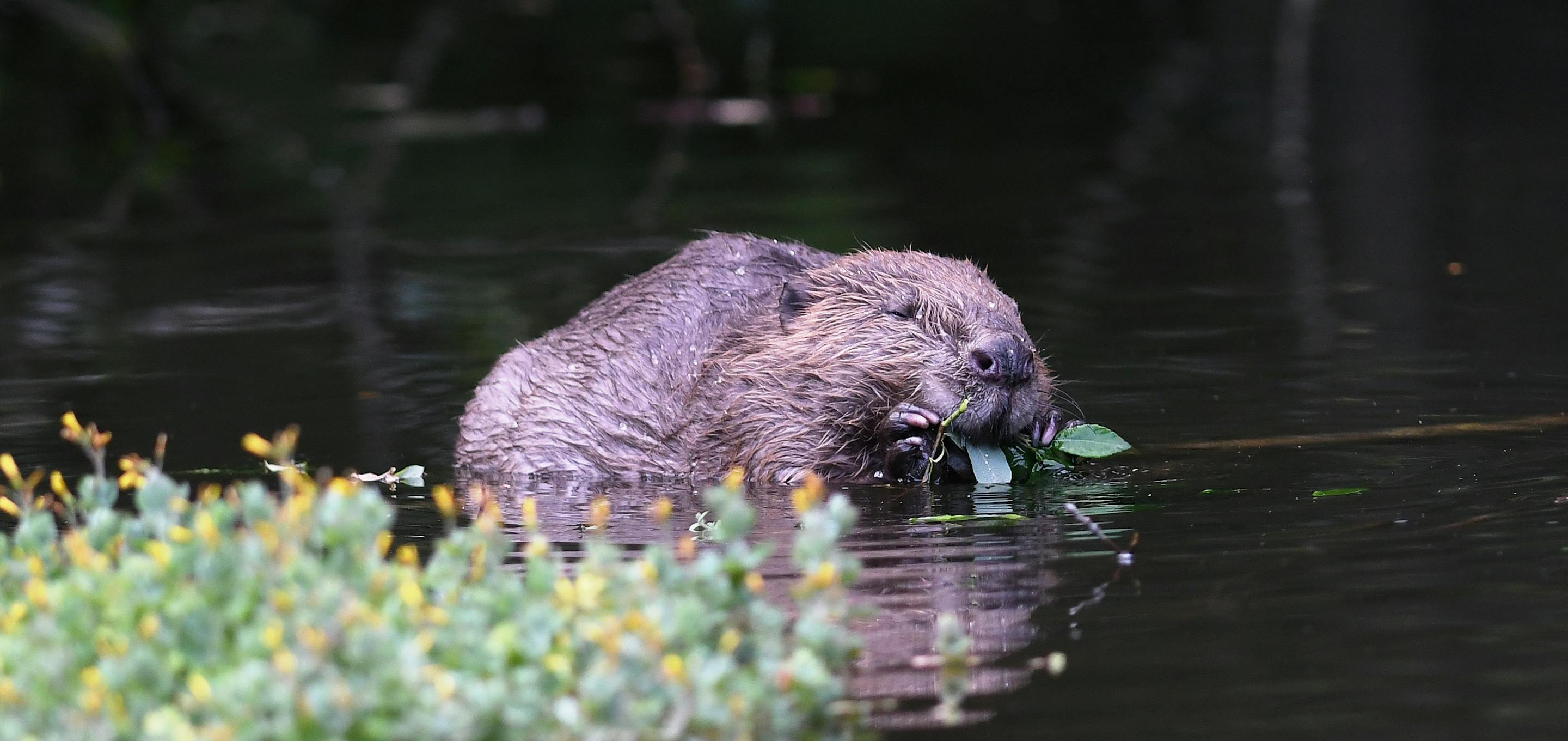 A beaver swimming in shallow water