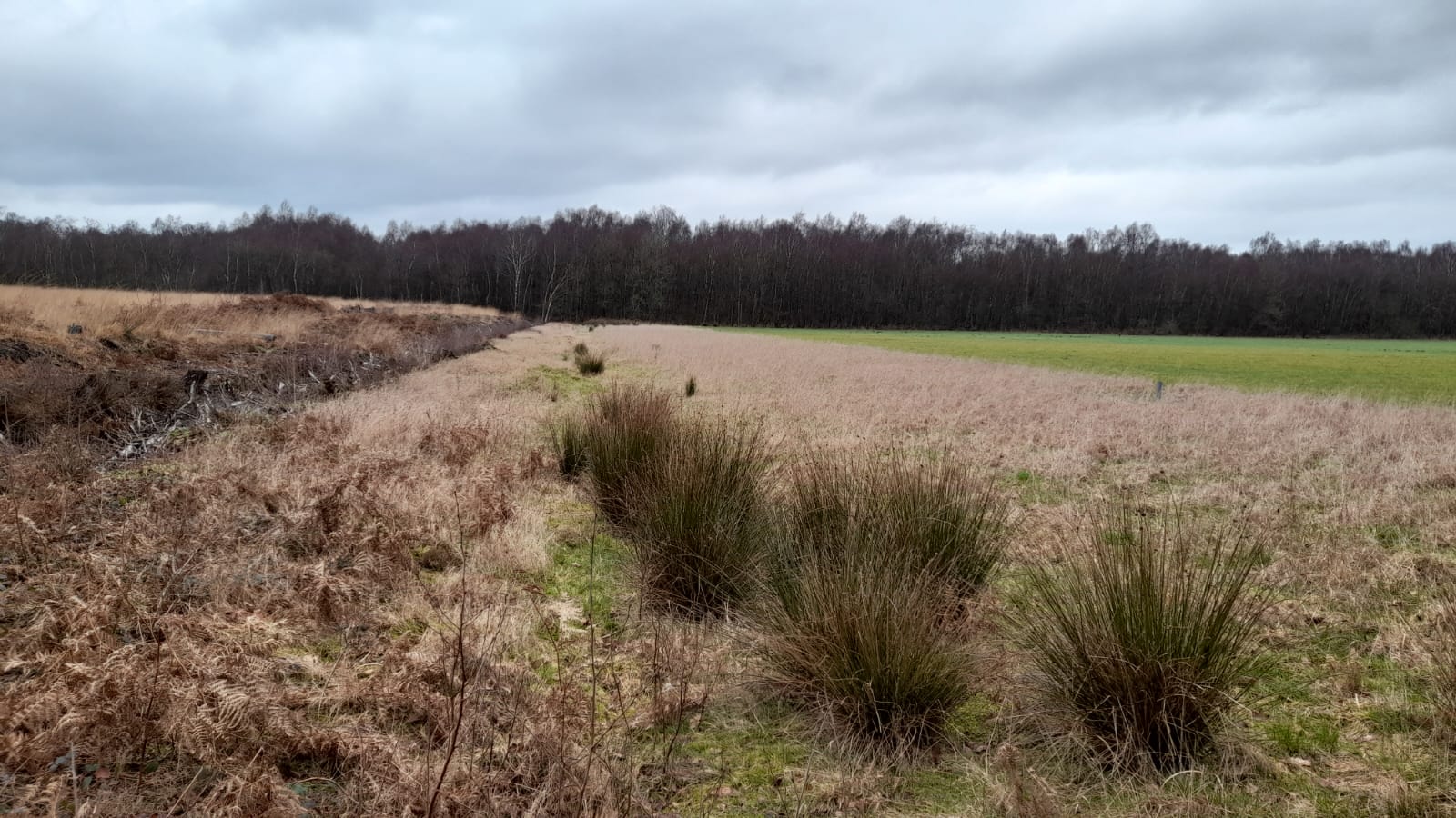 close of up of plant species on site 