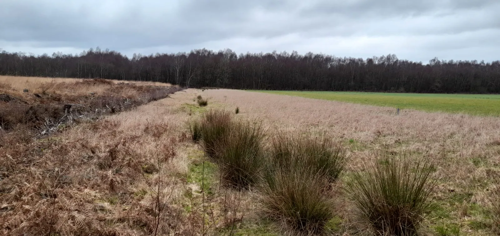 close of up of plant species on site
