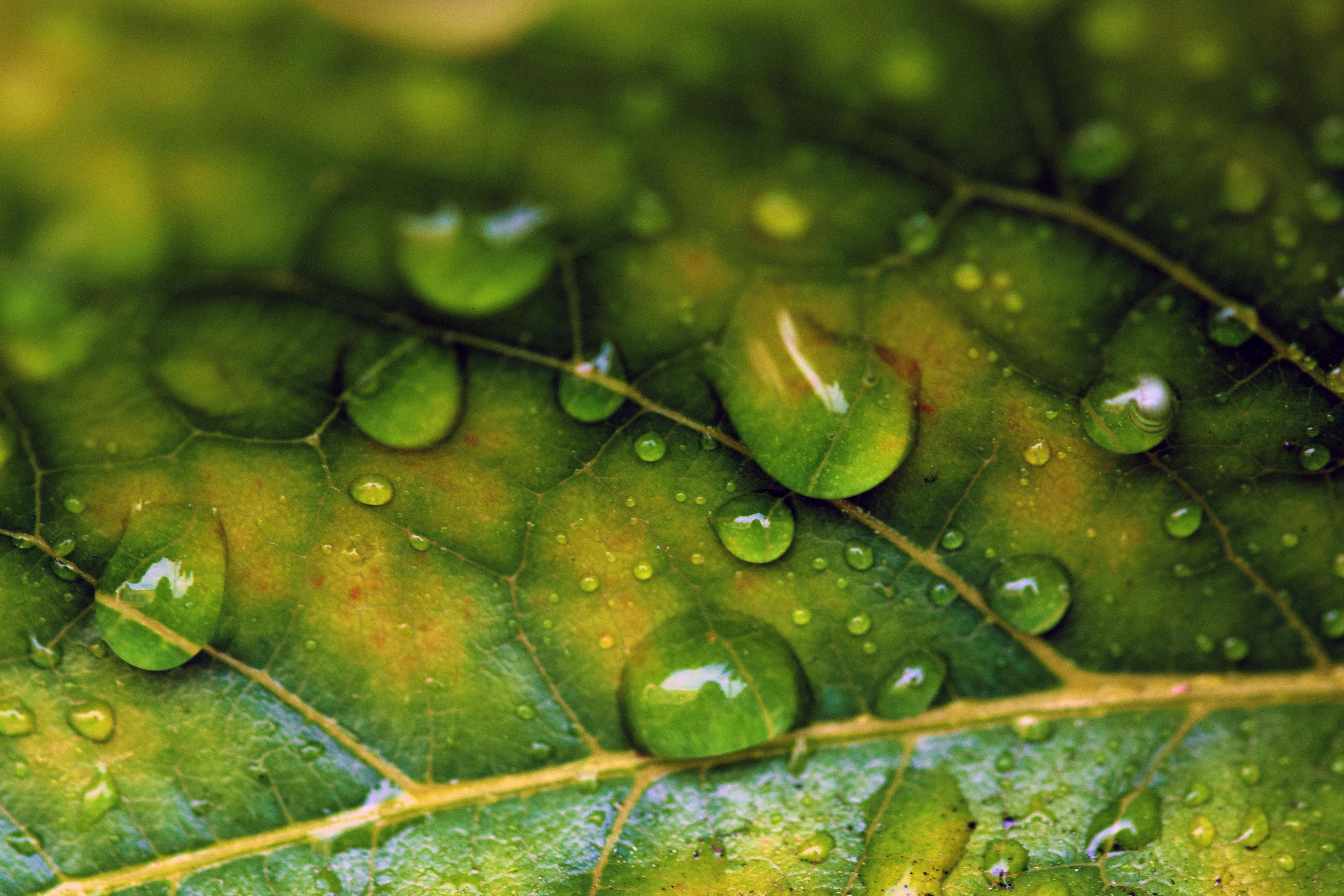 Dew on leaf