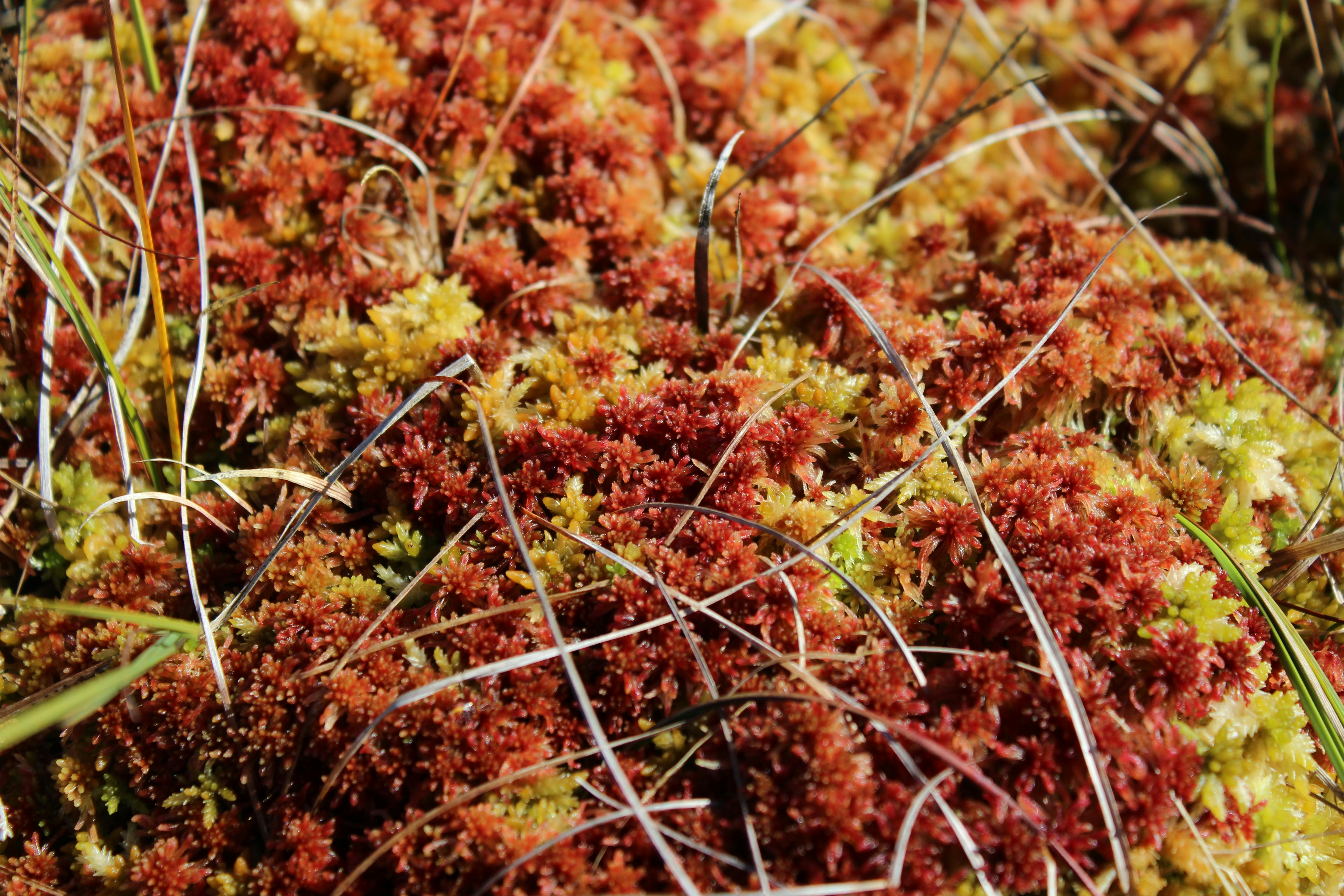 Sphagnum mosses