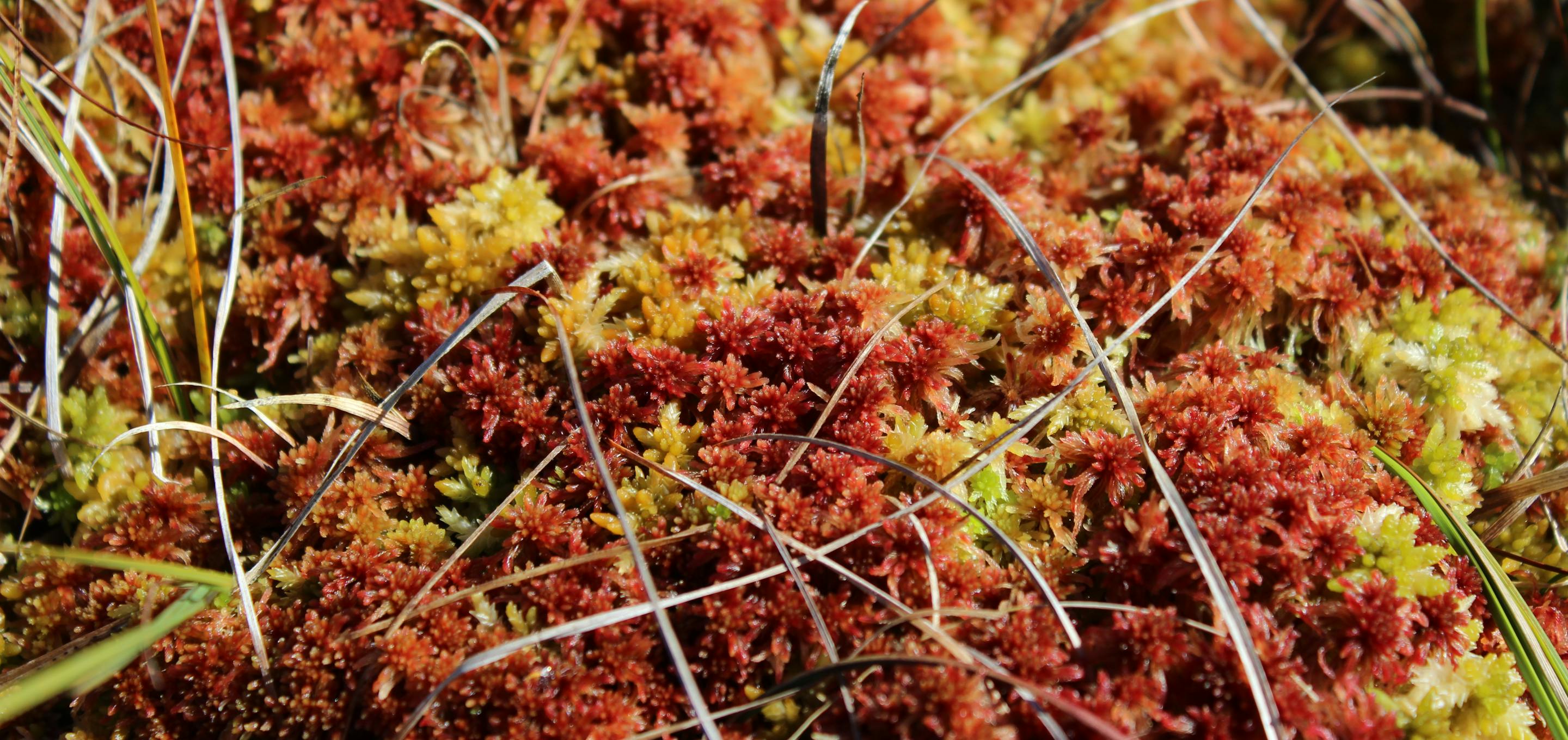 Multi-coloured moss
