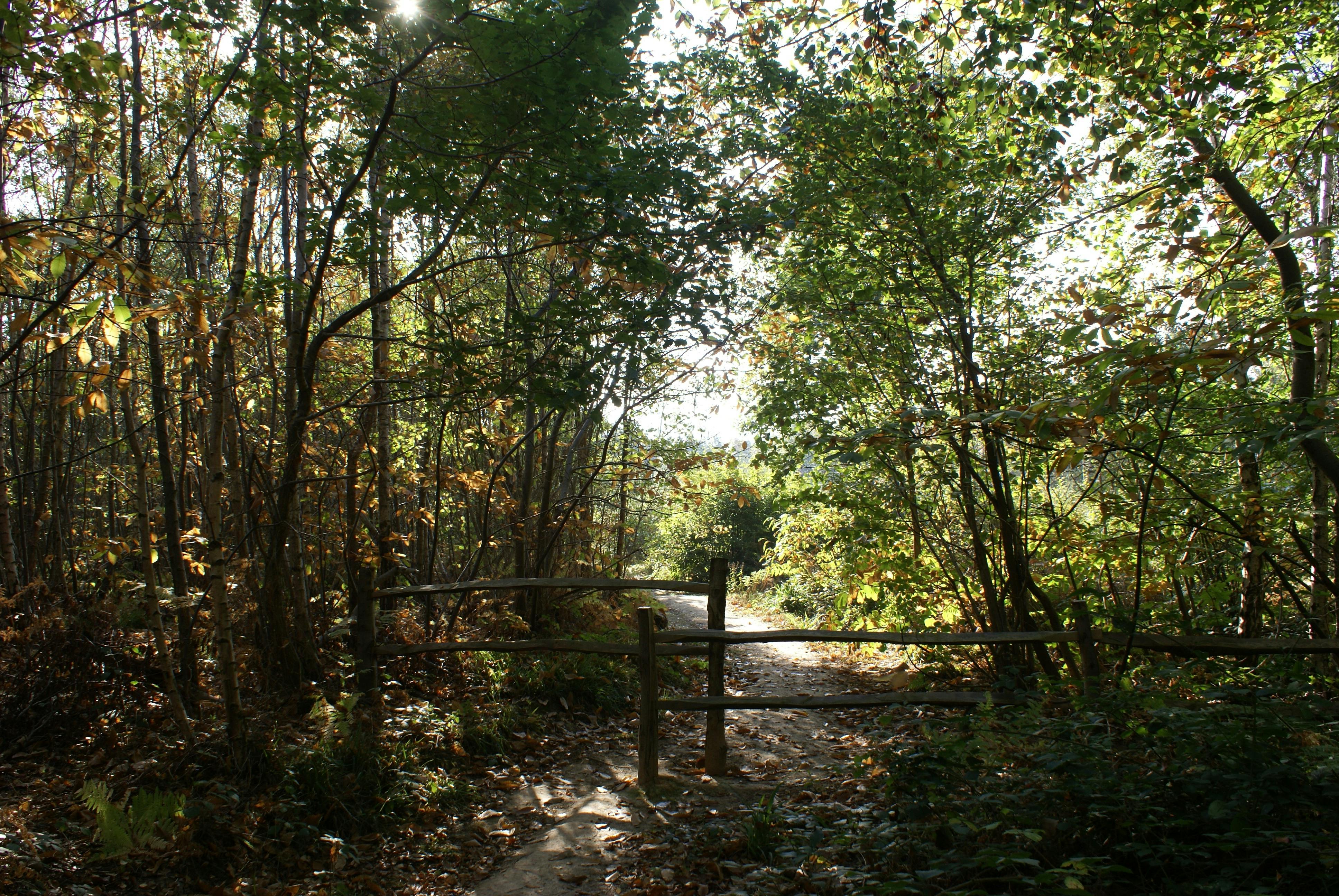 A path in woodlands 