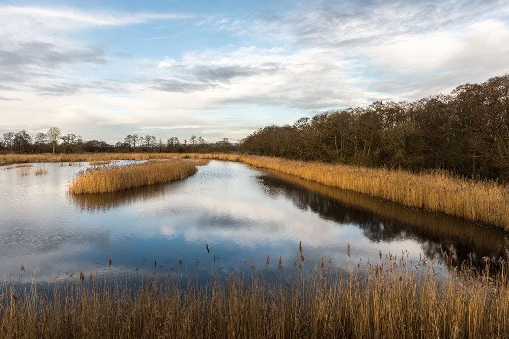 Water and reed beds at dusk
