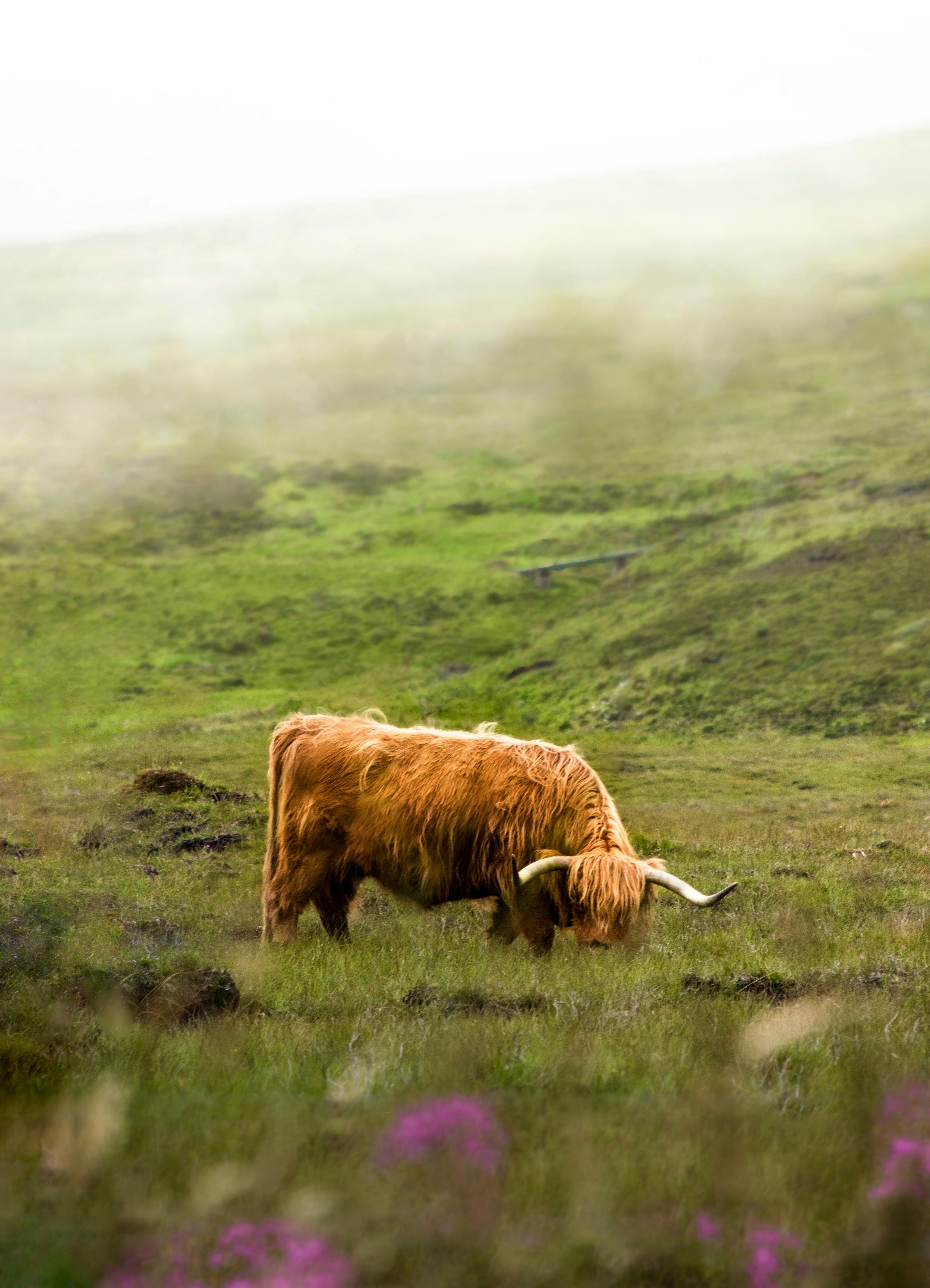 A brown cow grazing in a field