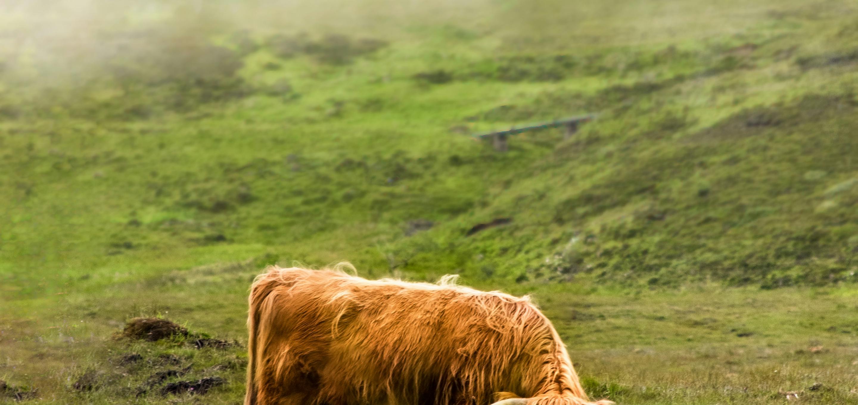 Highland Cow in mountain field