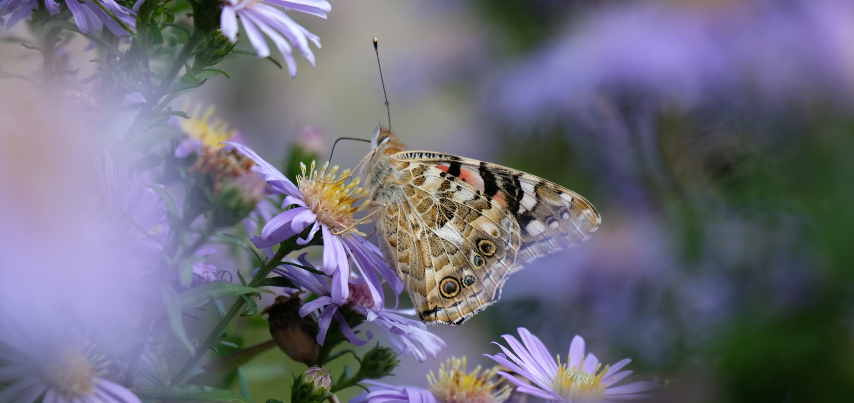 A Painted Lady butterfly standing on purple Asters