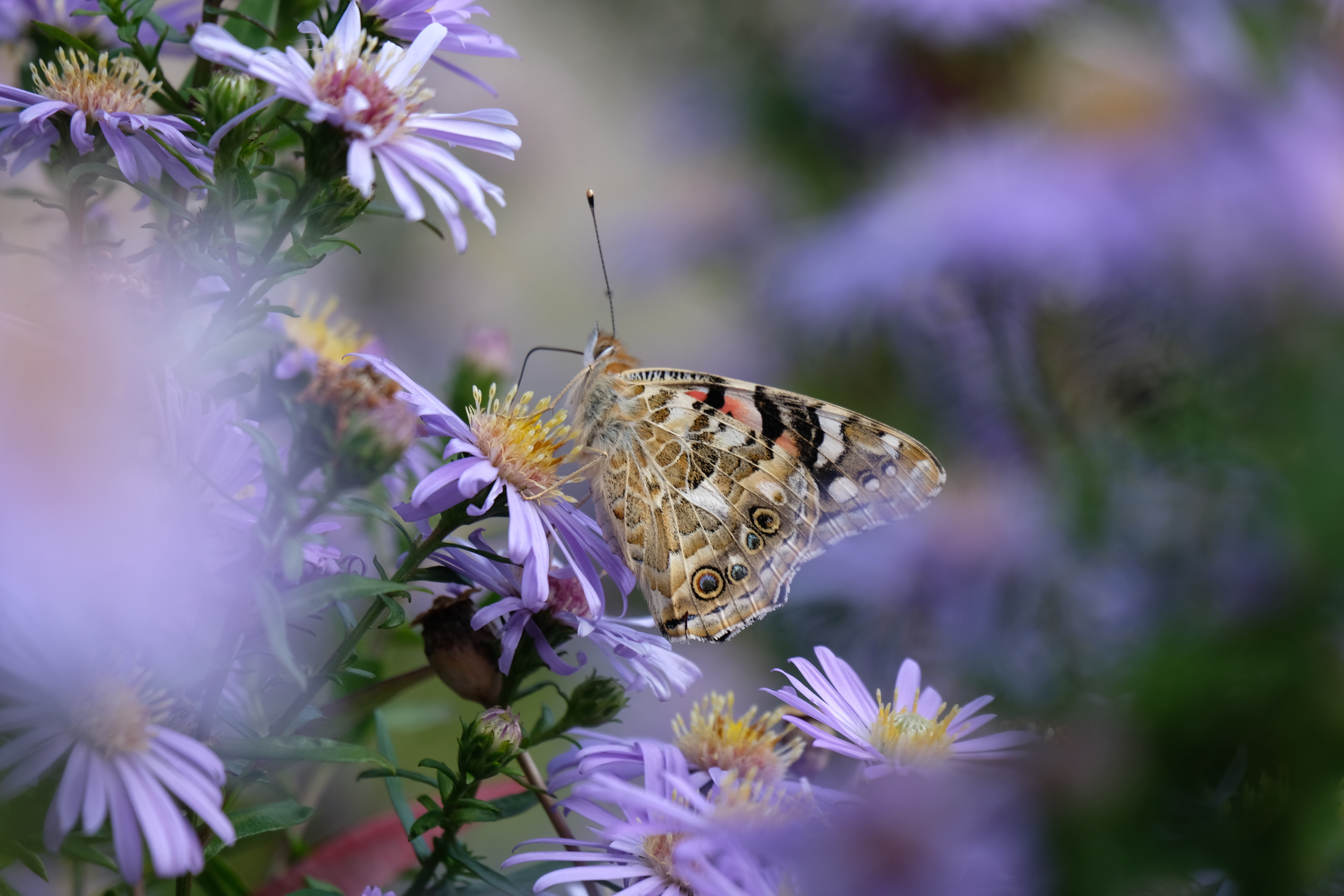A Painted Lady butterfly standing on purple Asters