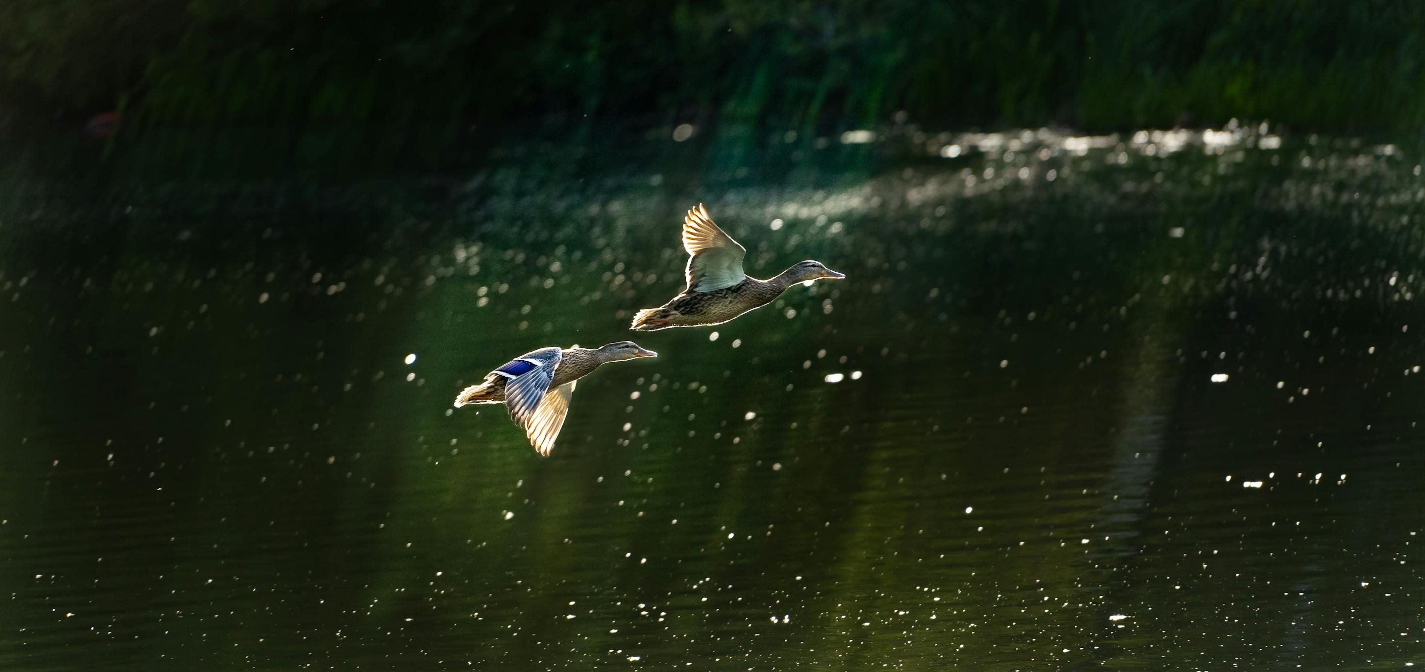 Two Mallard ducks mid-flight