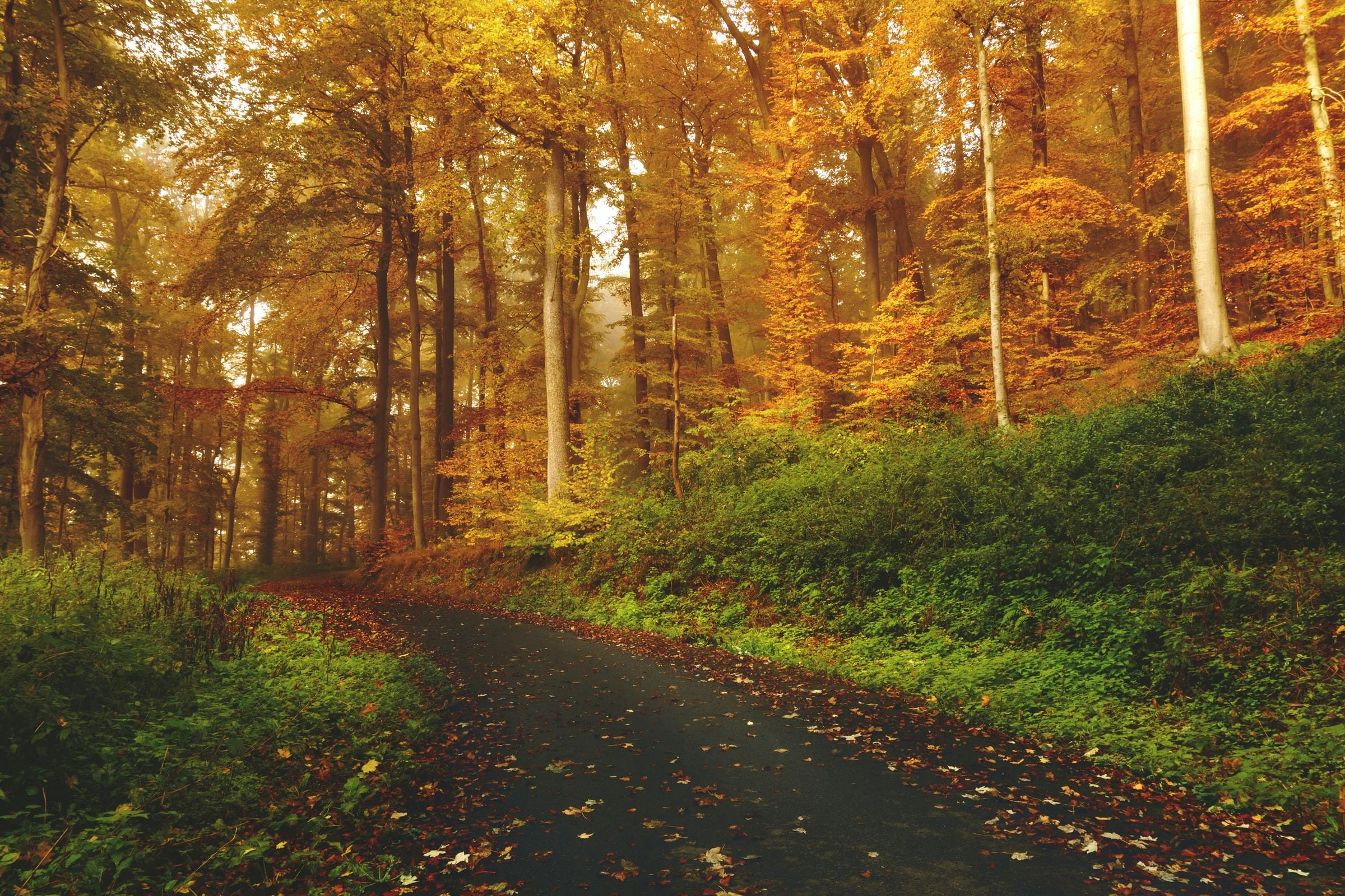 A path through a forest of golden trees