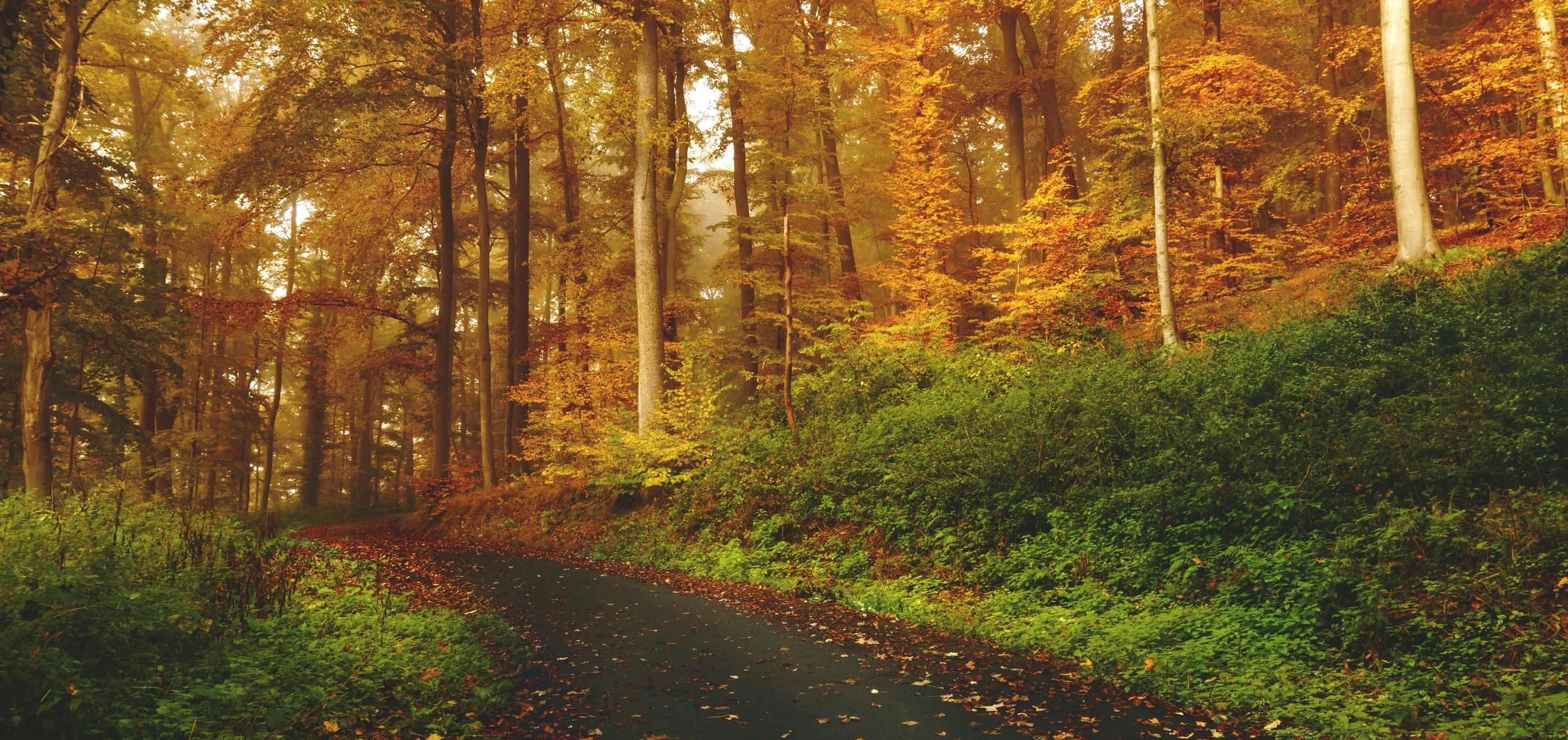 A path through a forest of golden trees